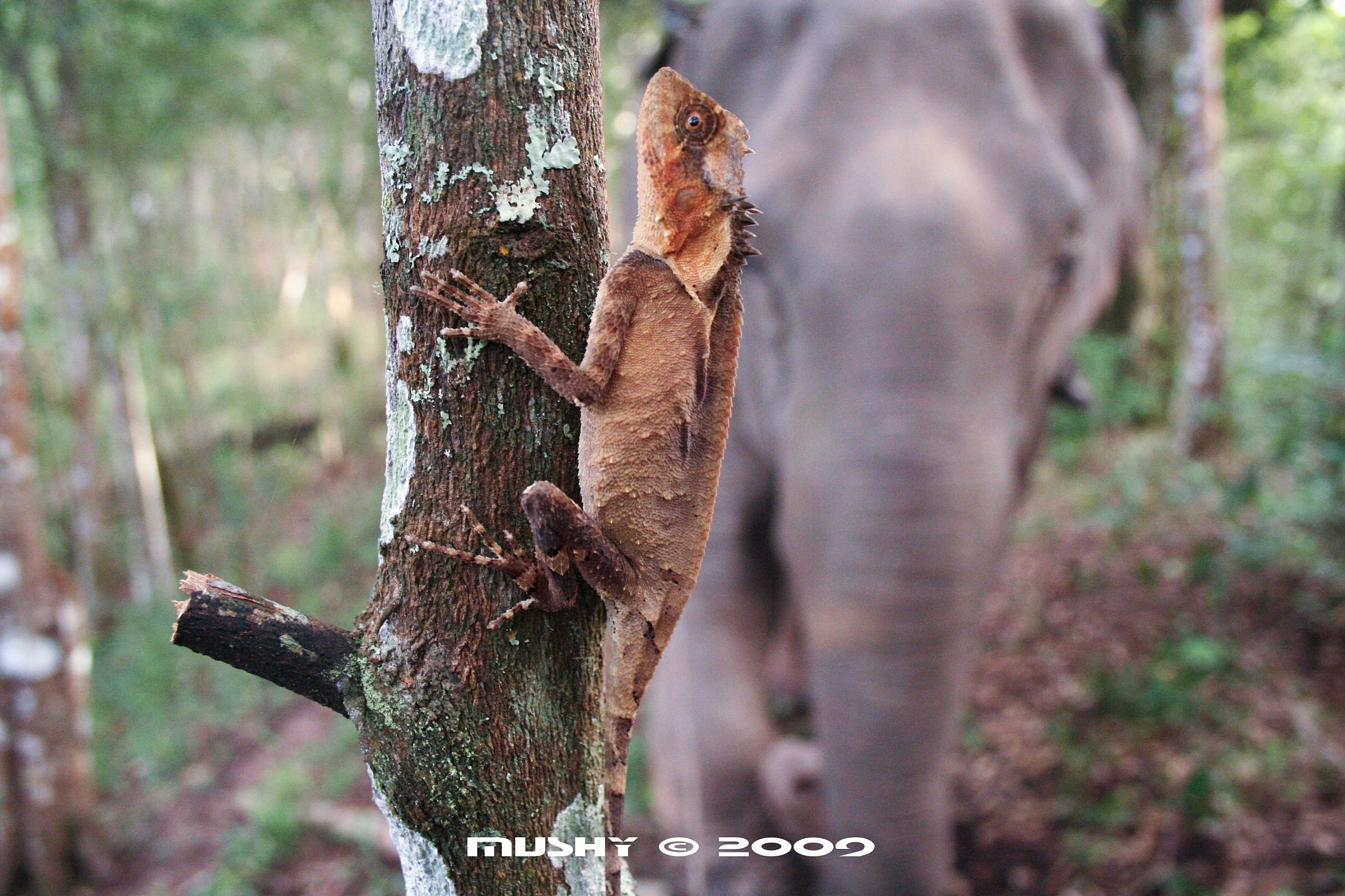 Dite che mi si vede?