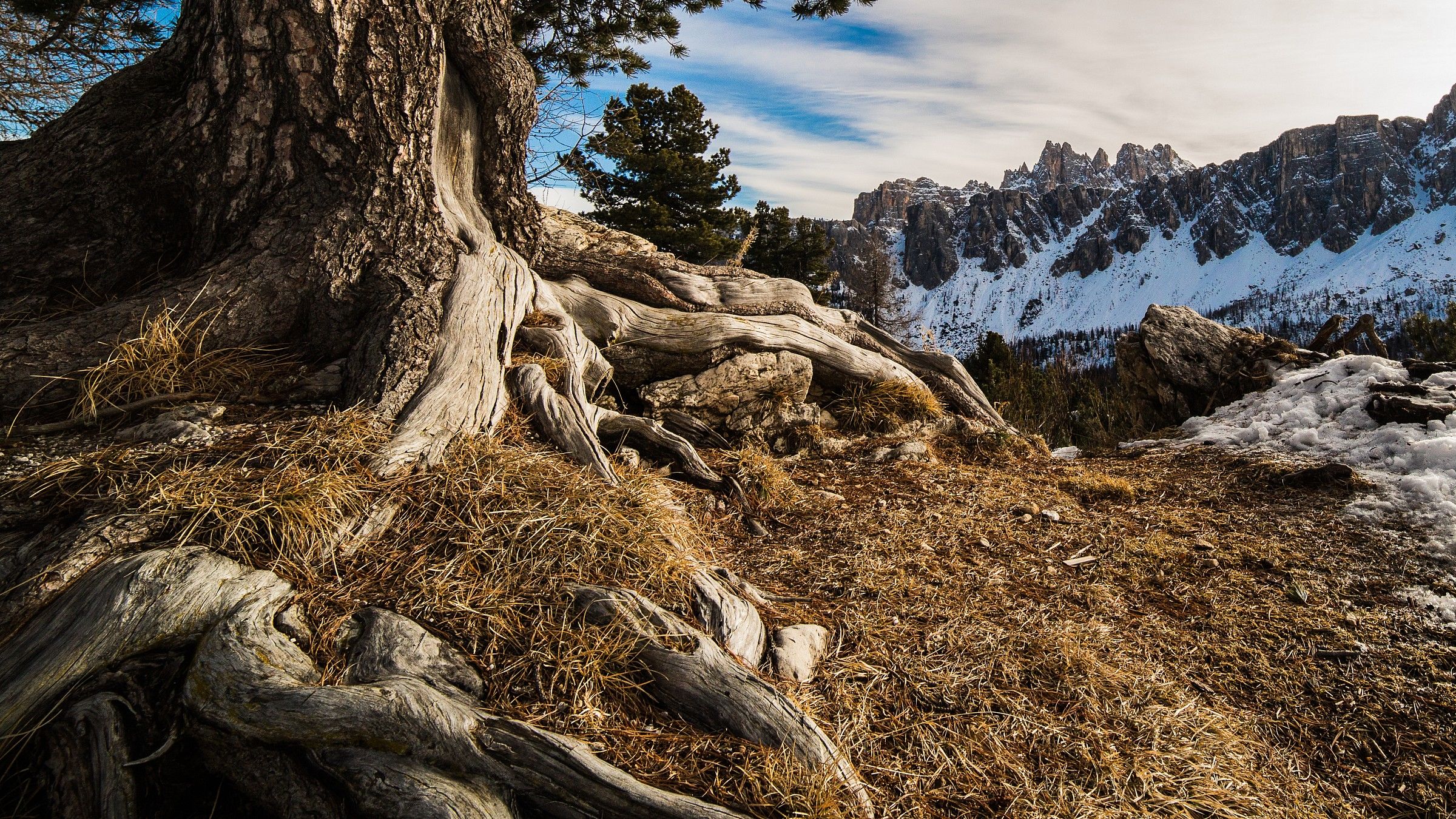 Verso il Passo Giau, larice