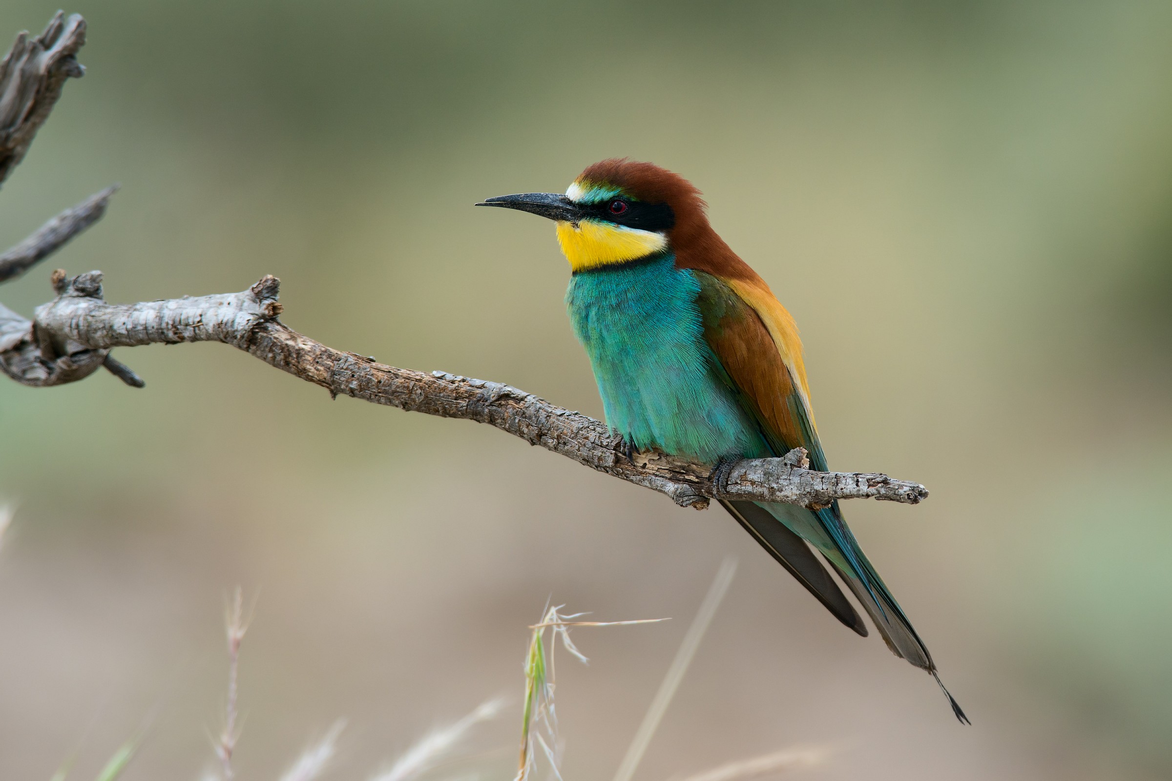 European bee-eater