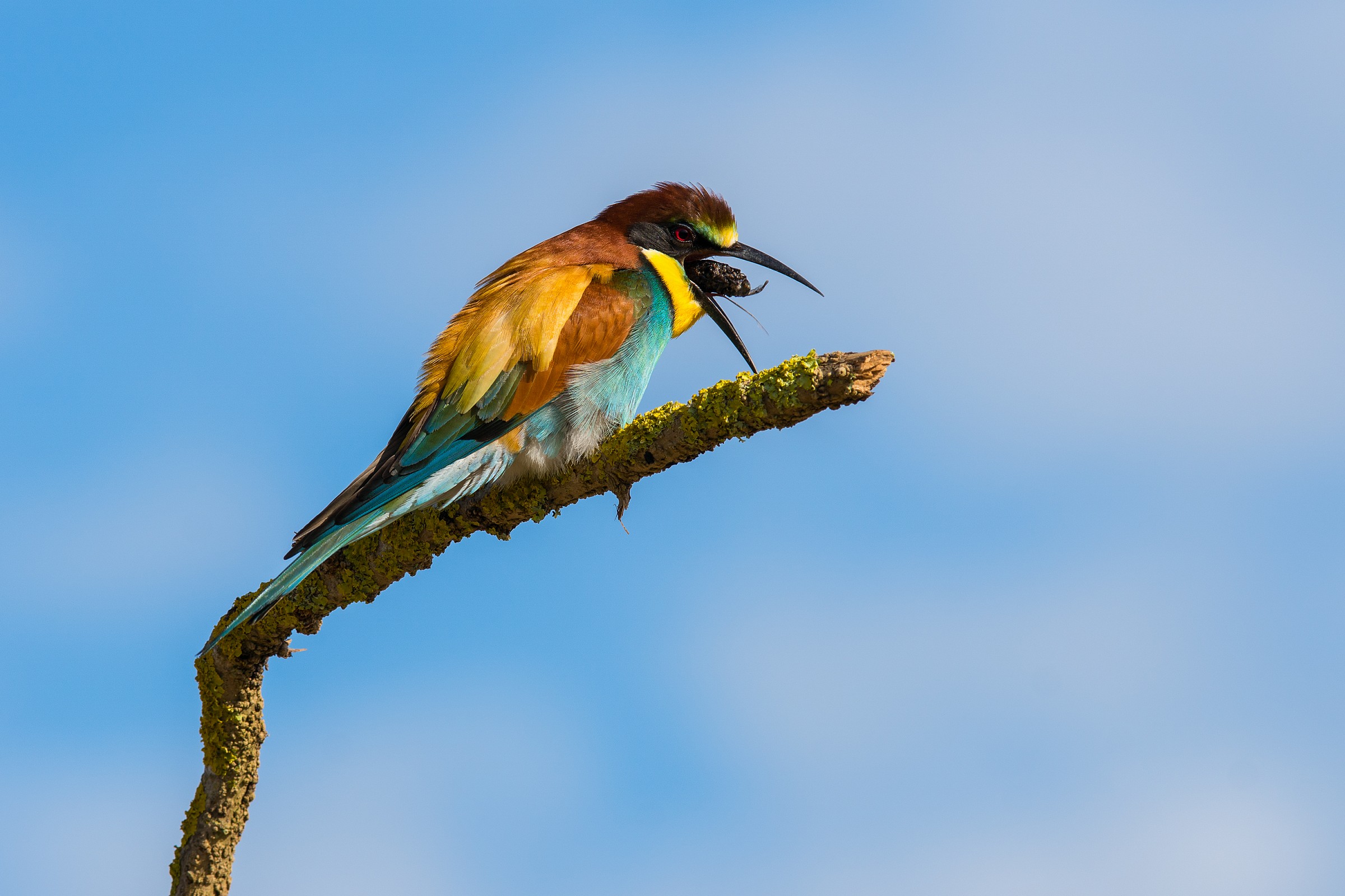 European bee-eater