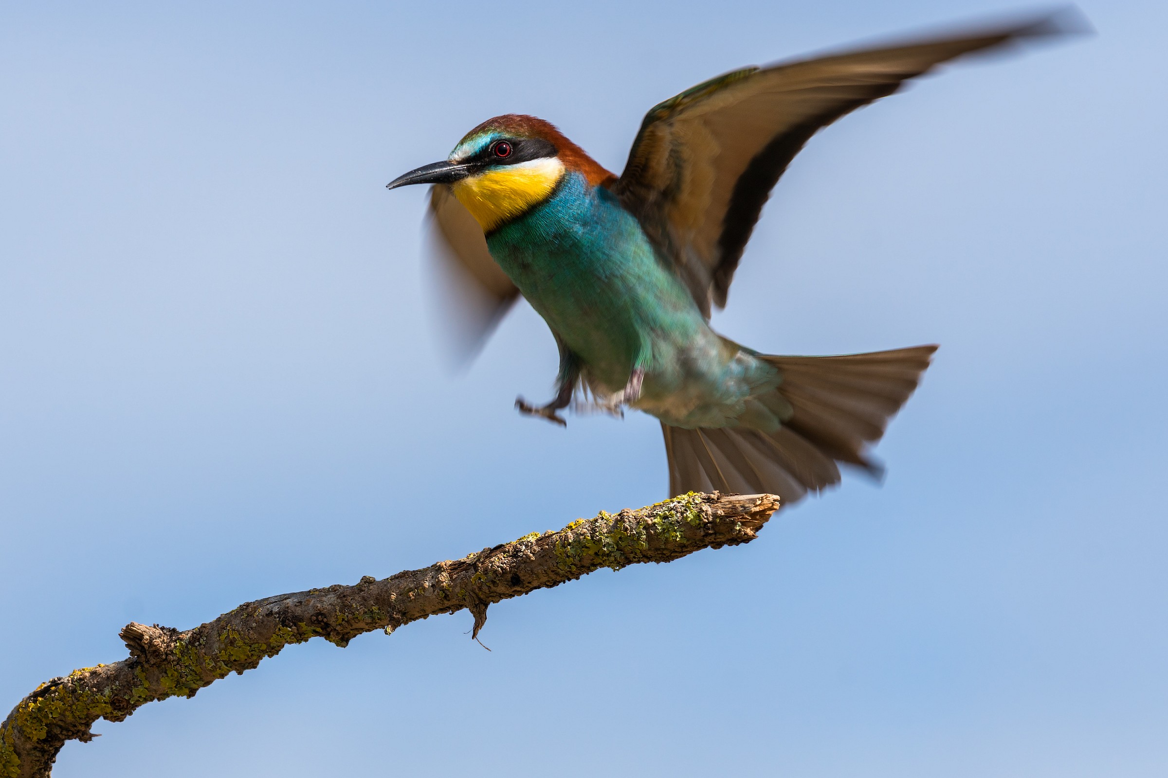 Merops apiaster