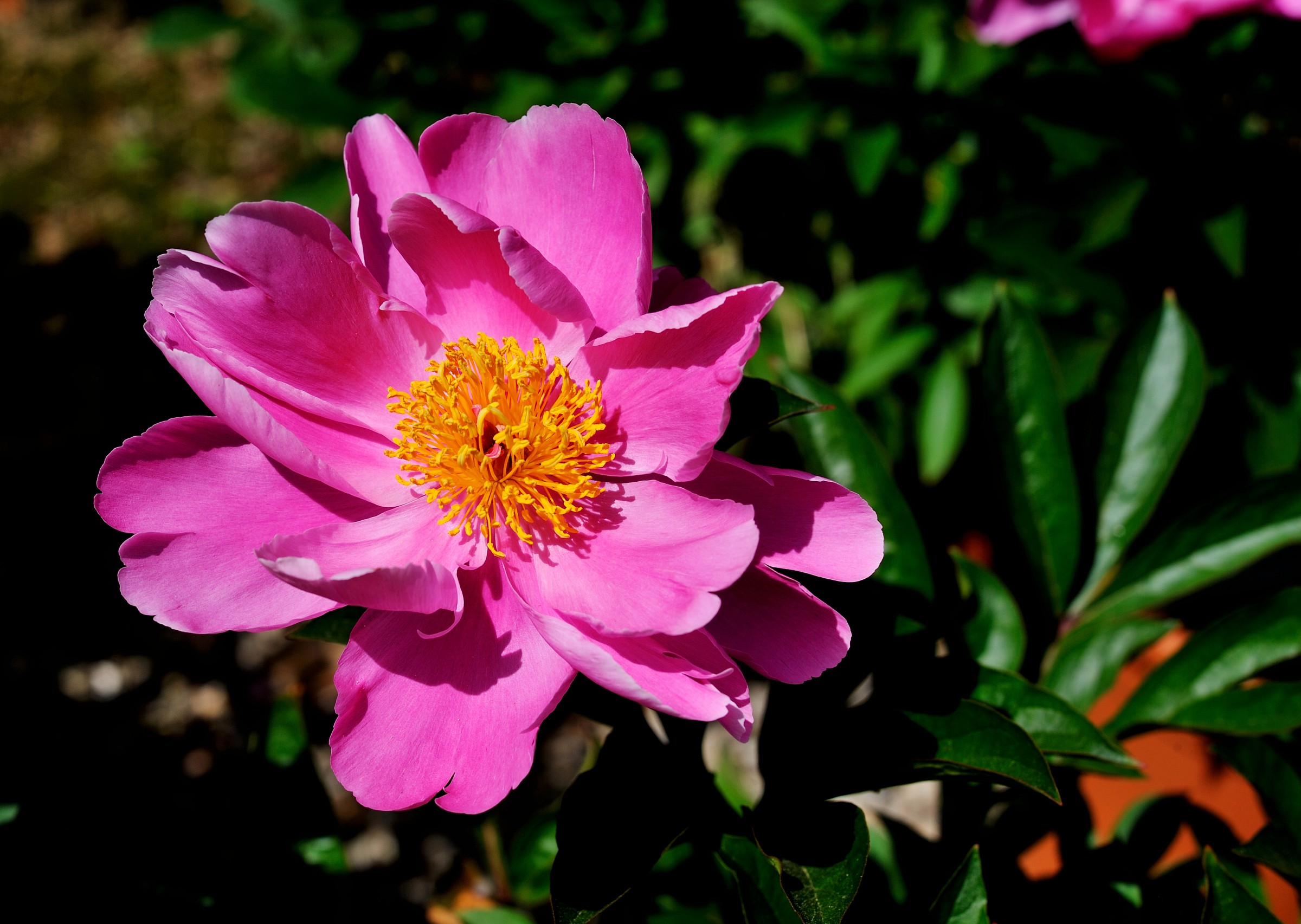 Peonia C.tro Botanico Moutan (Vitorchiano-Vt)