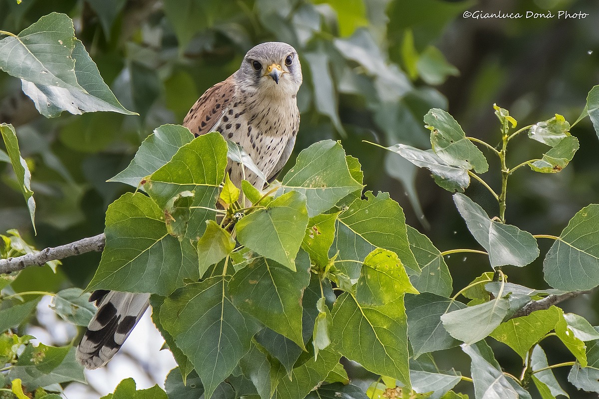 Common Kestrel, L. 1758