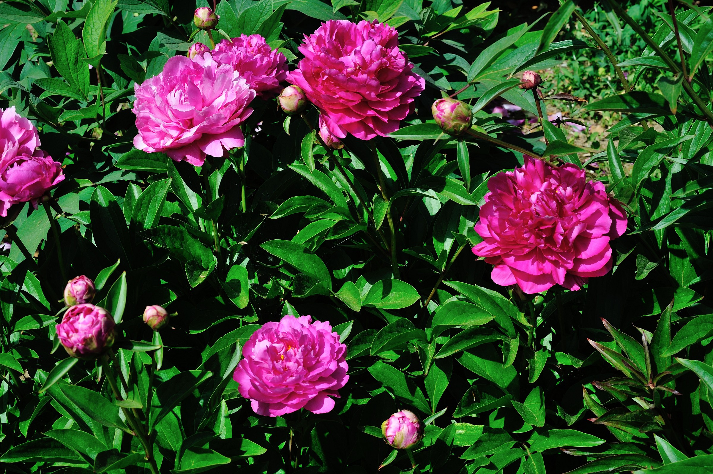 Peonie C.tro Botanico Moutan (Vitorchiano-Vt)