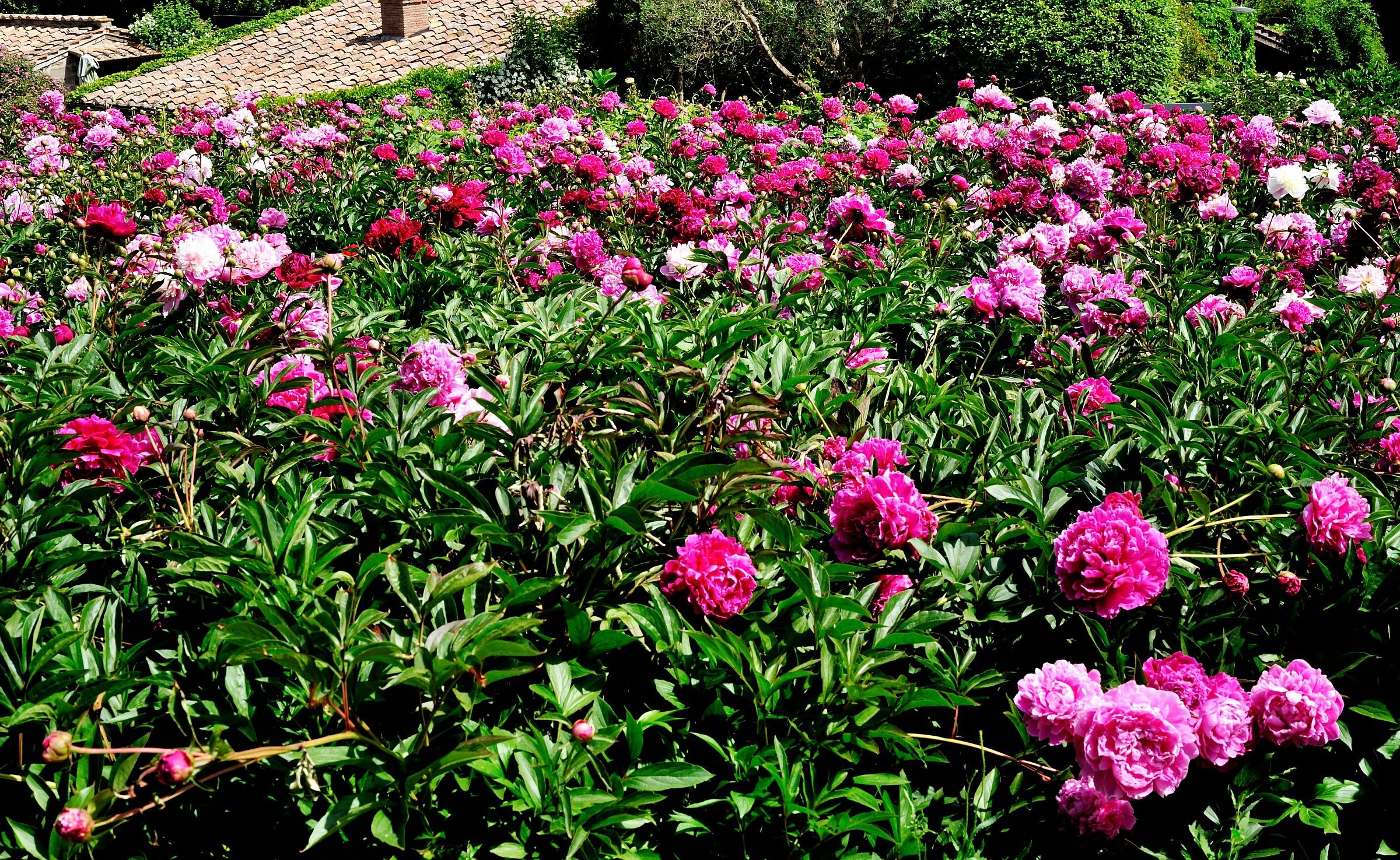 Peonie C.tro Botanico Moutan (Vitorchiano-Vt)