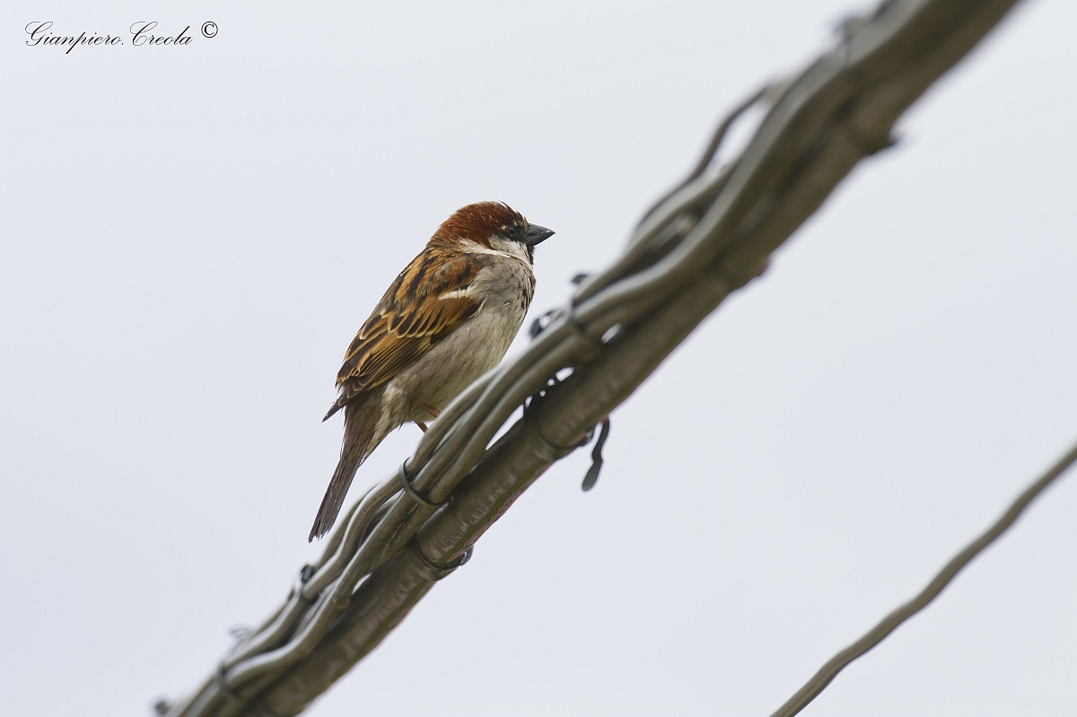 sparrow ... rainy day ...
