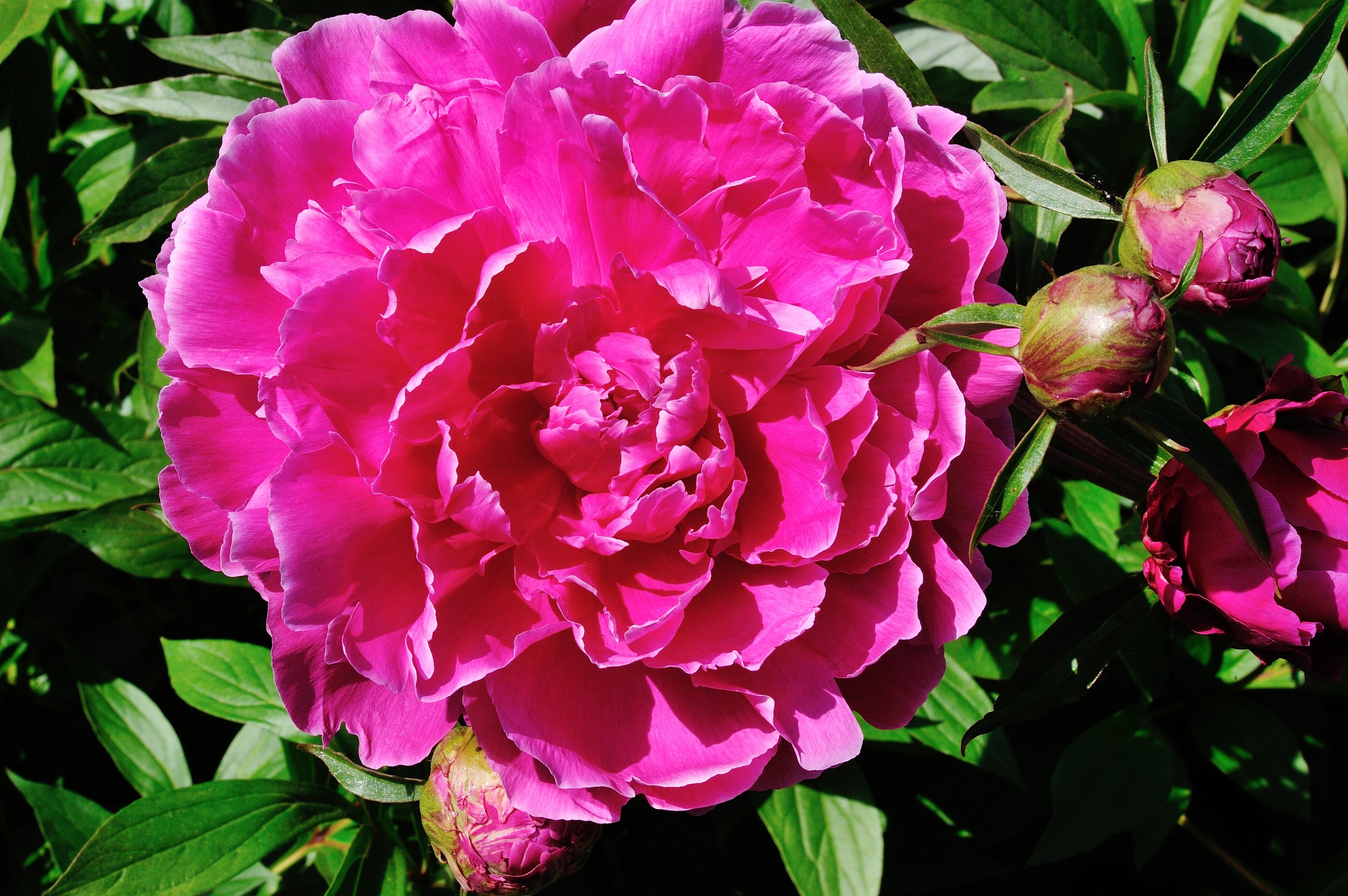 Peonia C.tro Botanico Moutan (Vitorchiano-Vt)