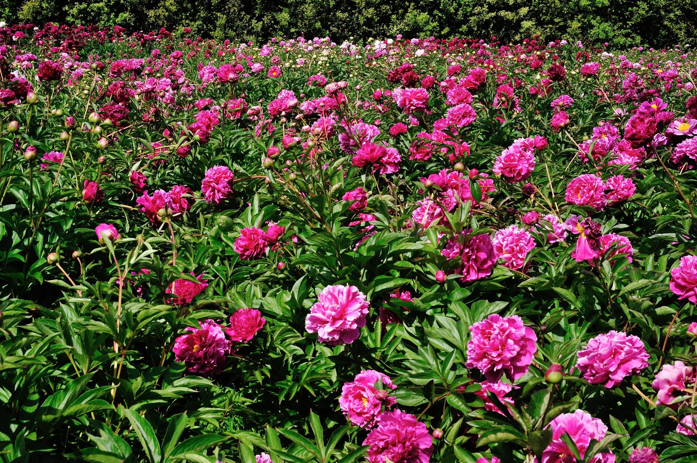 Peonie C.tro Botanico Moutan (Vitorchiano-Vt)