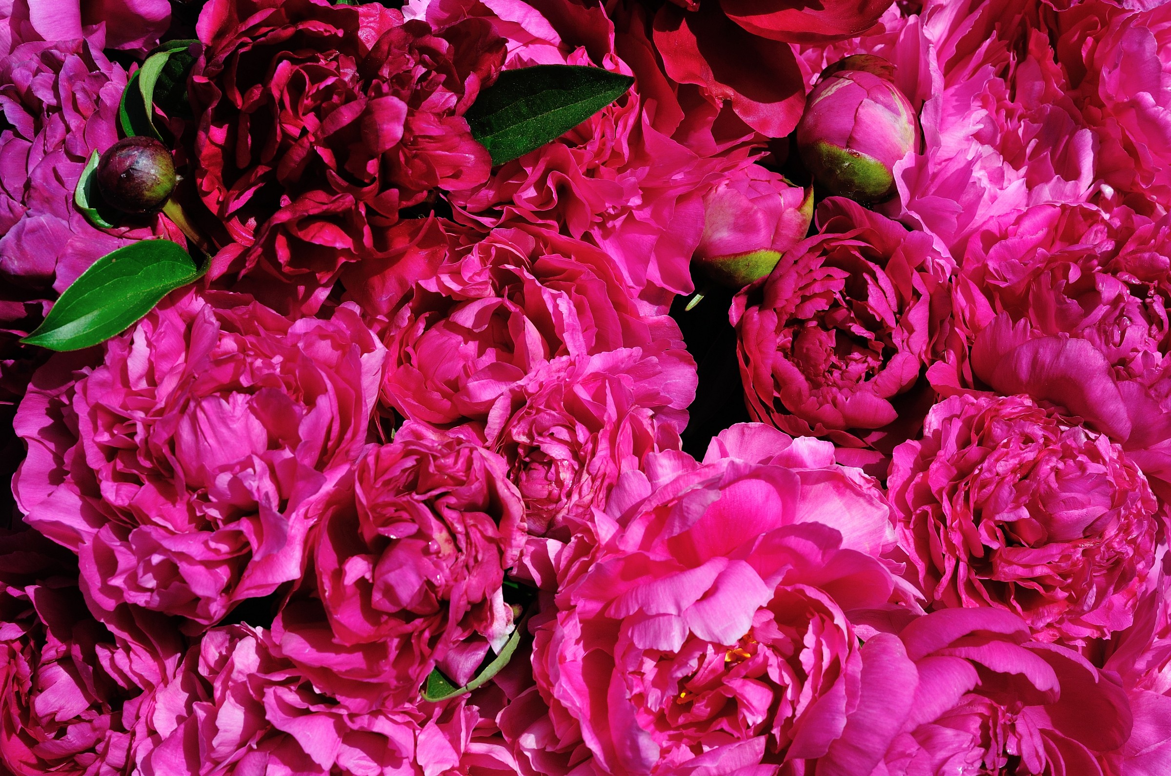 Peonie C.tro Botanico Moutan (Vitorchiano-Vt)