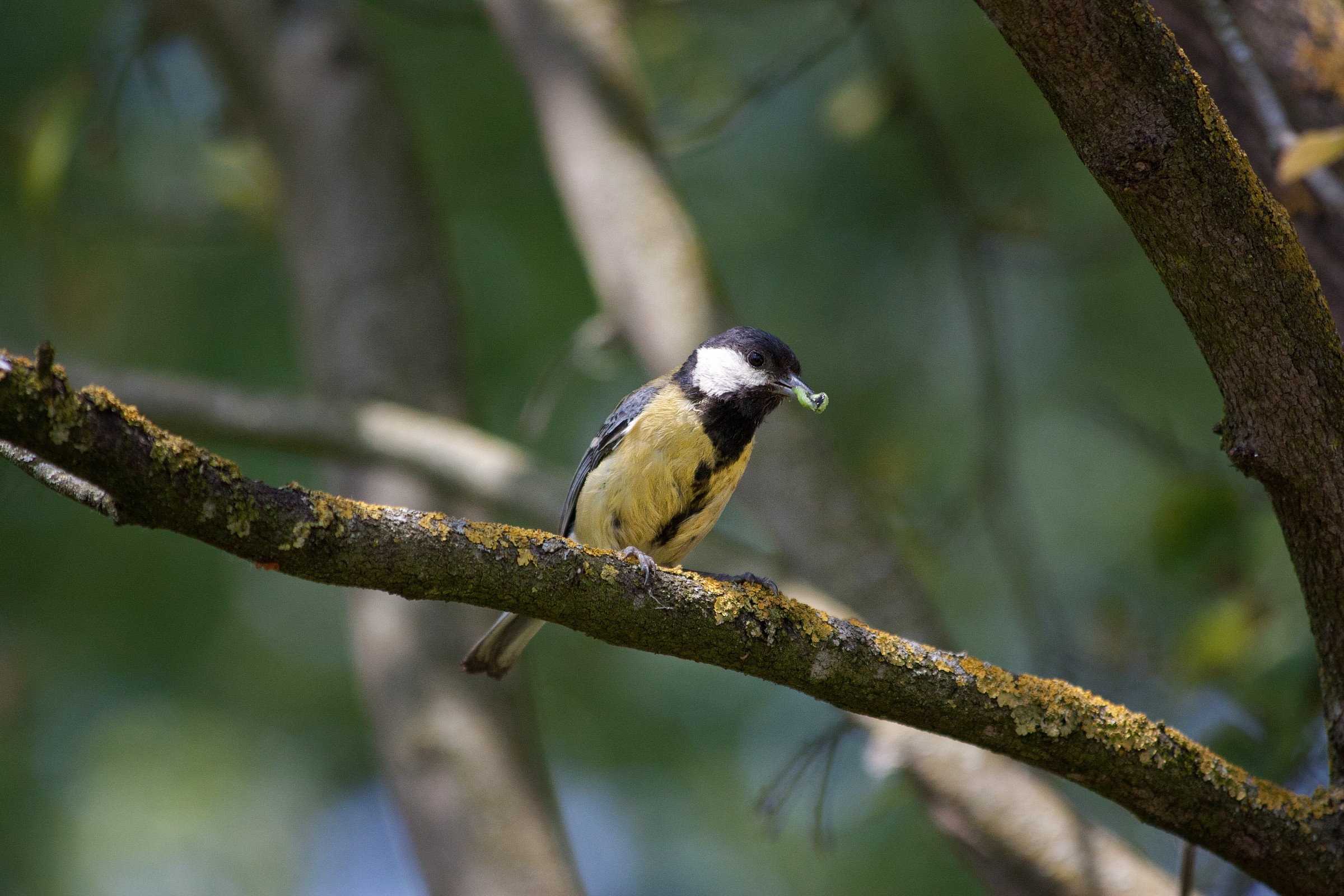 Titmouse that feed the small