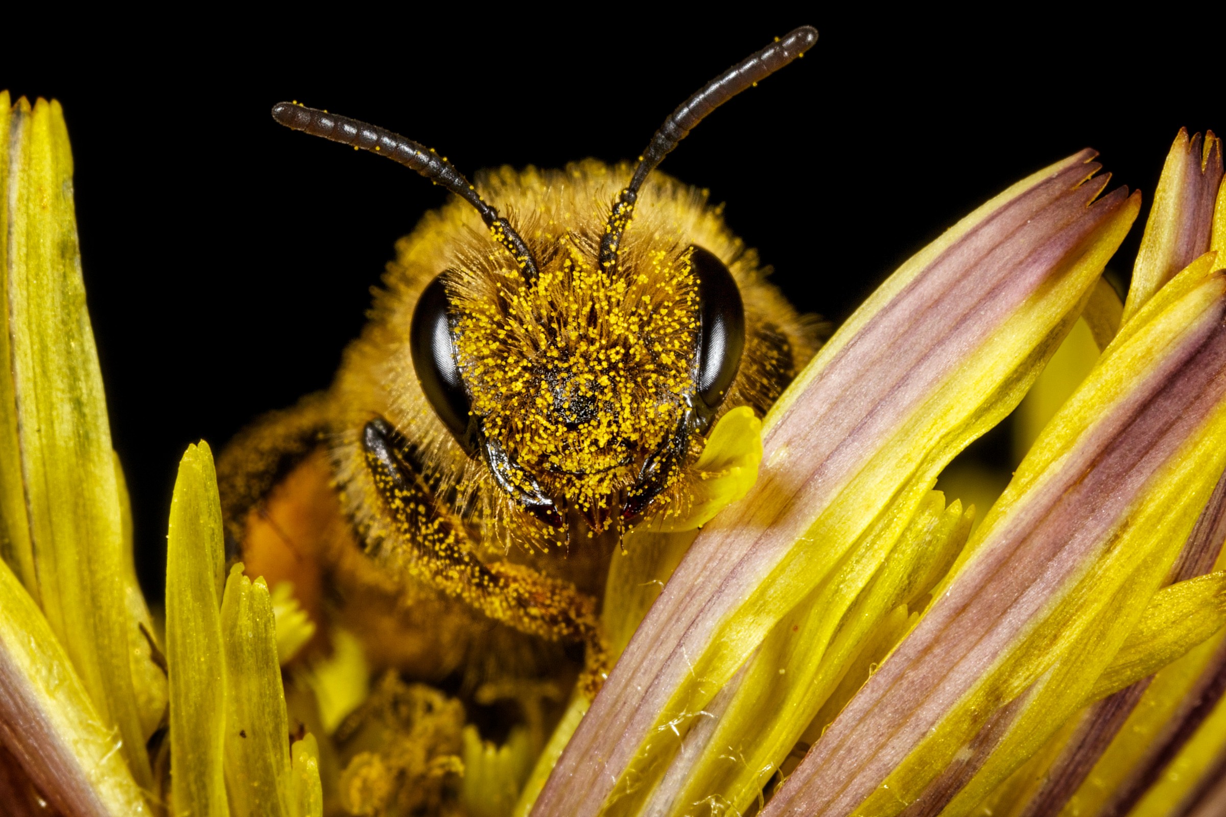 Bee on flower