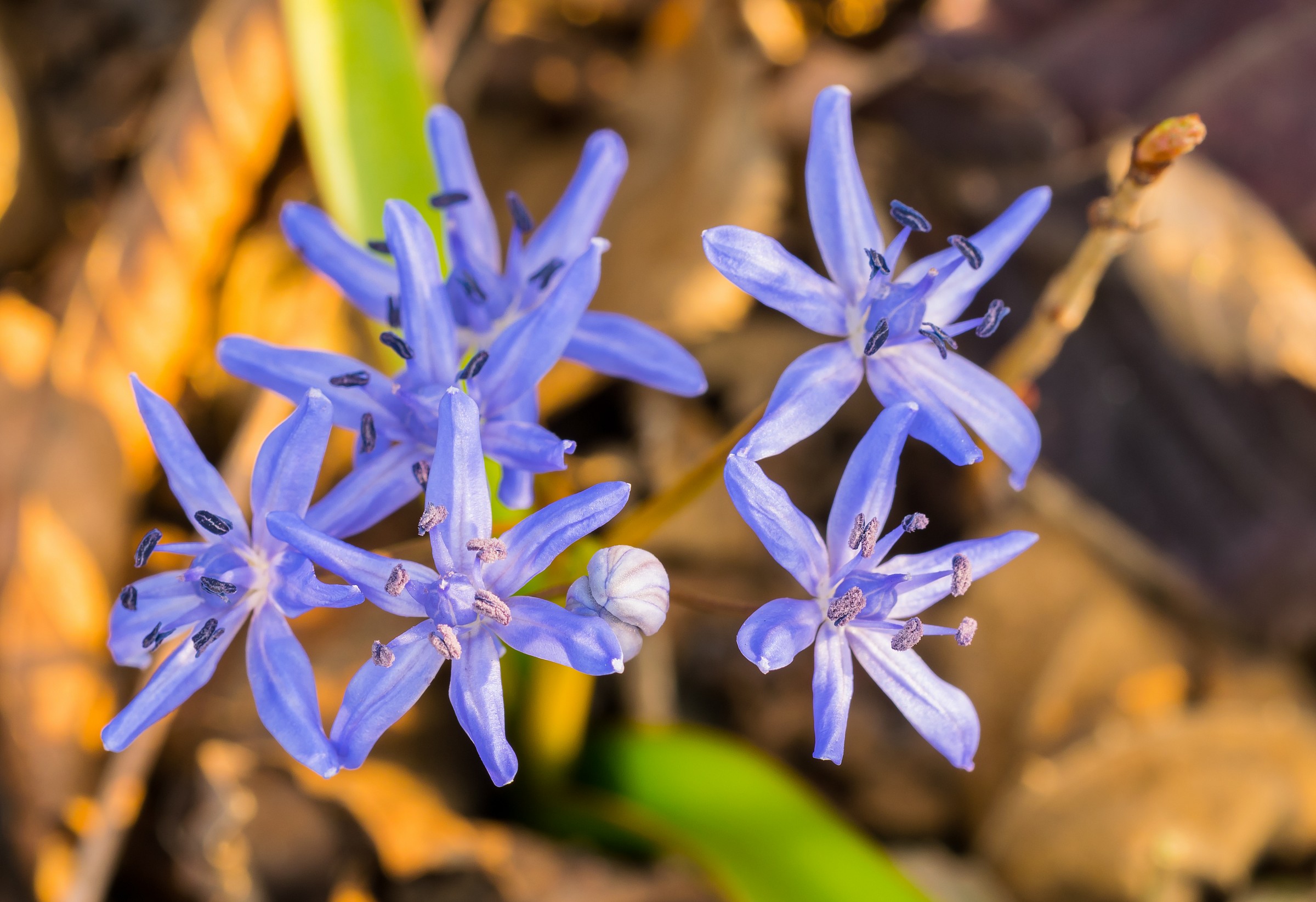 Flowers of St. Anthony 1