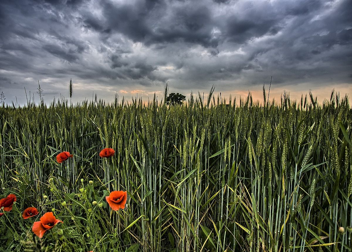 Poppies and clouds