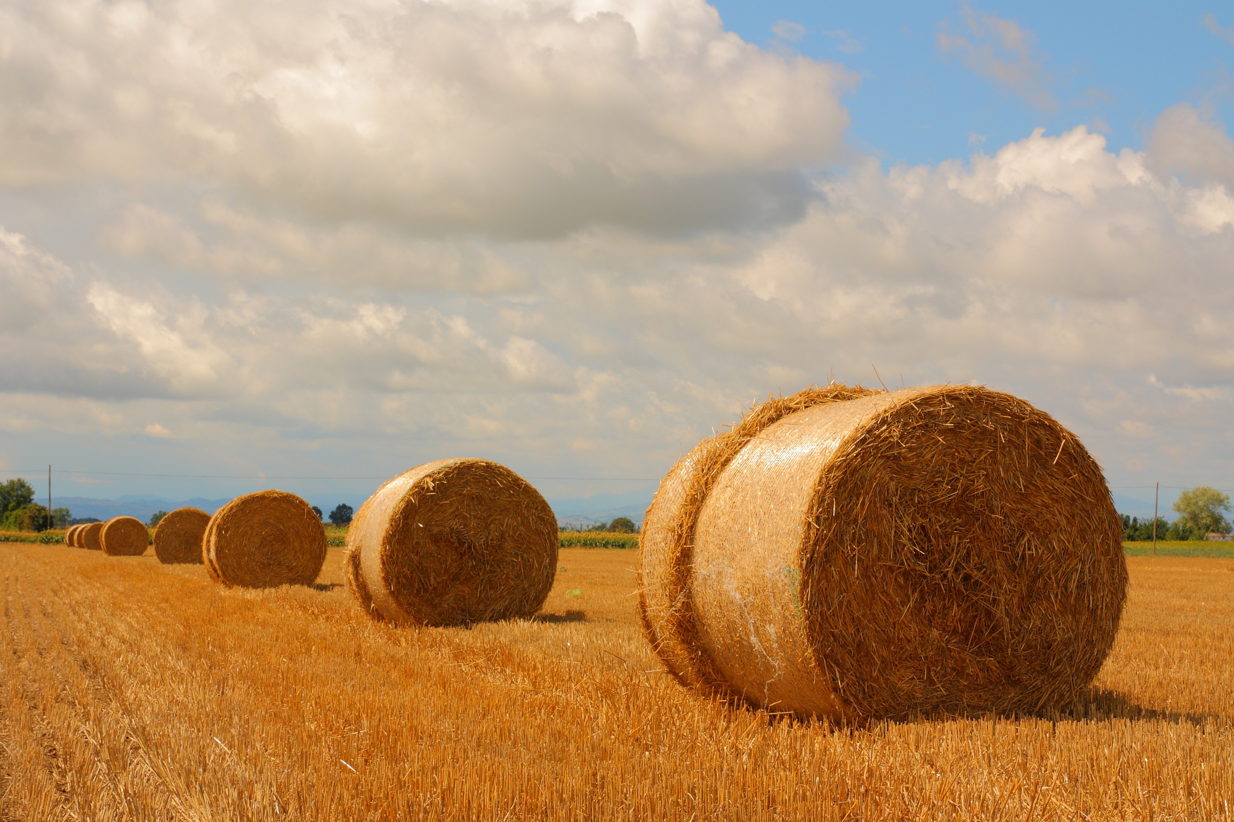 Perspective Campestre