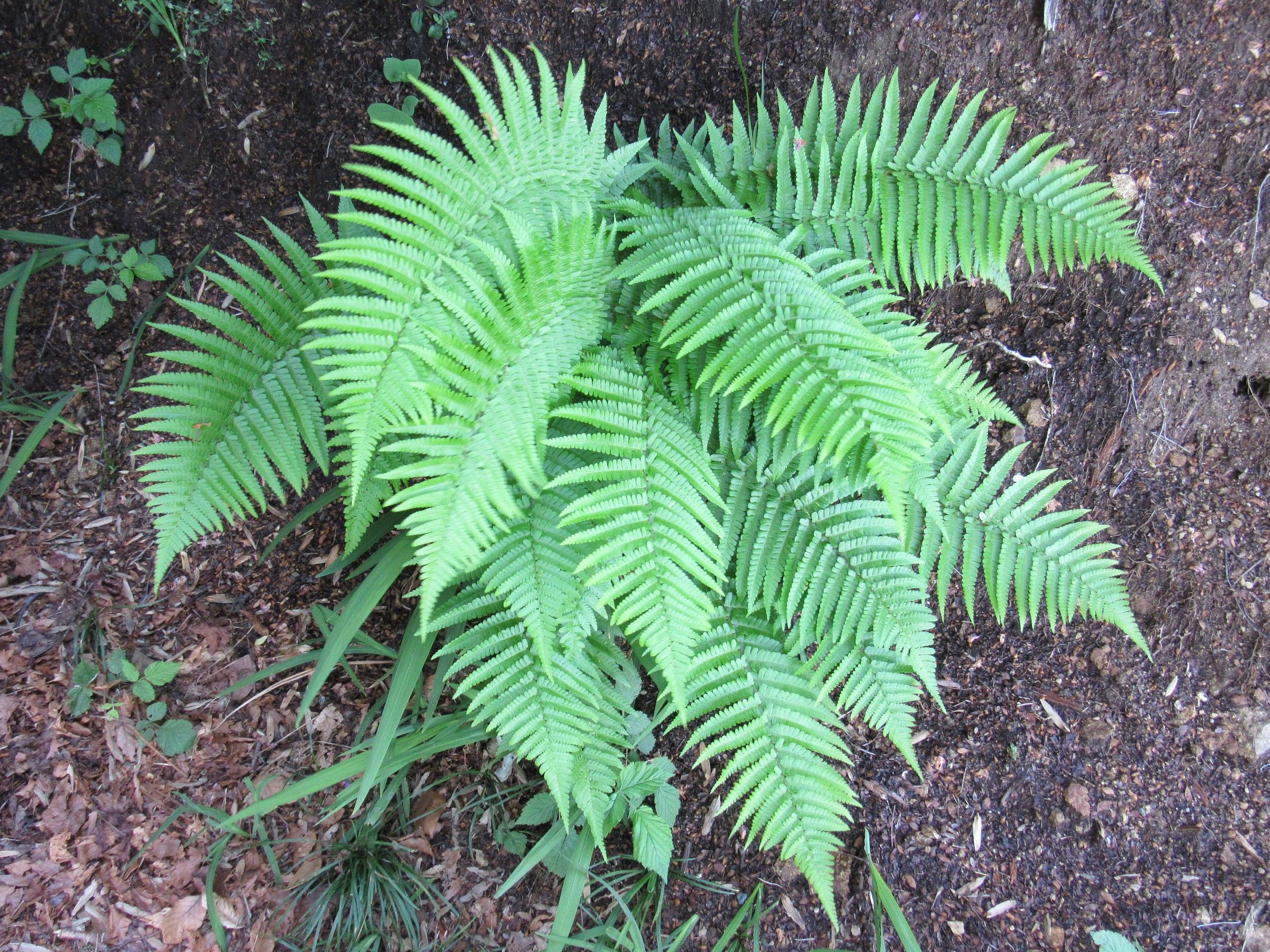 fern