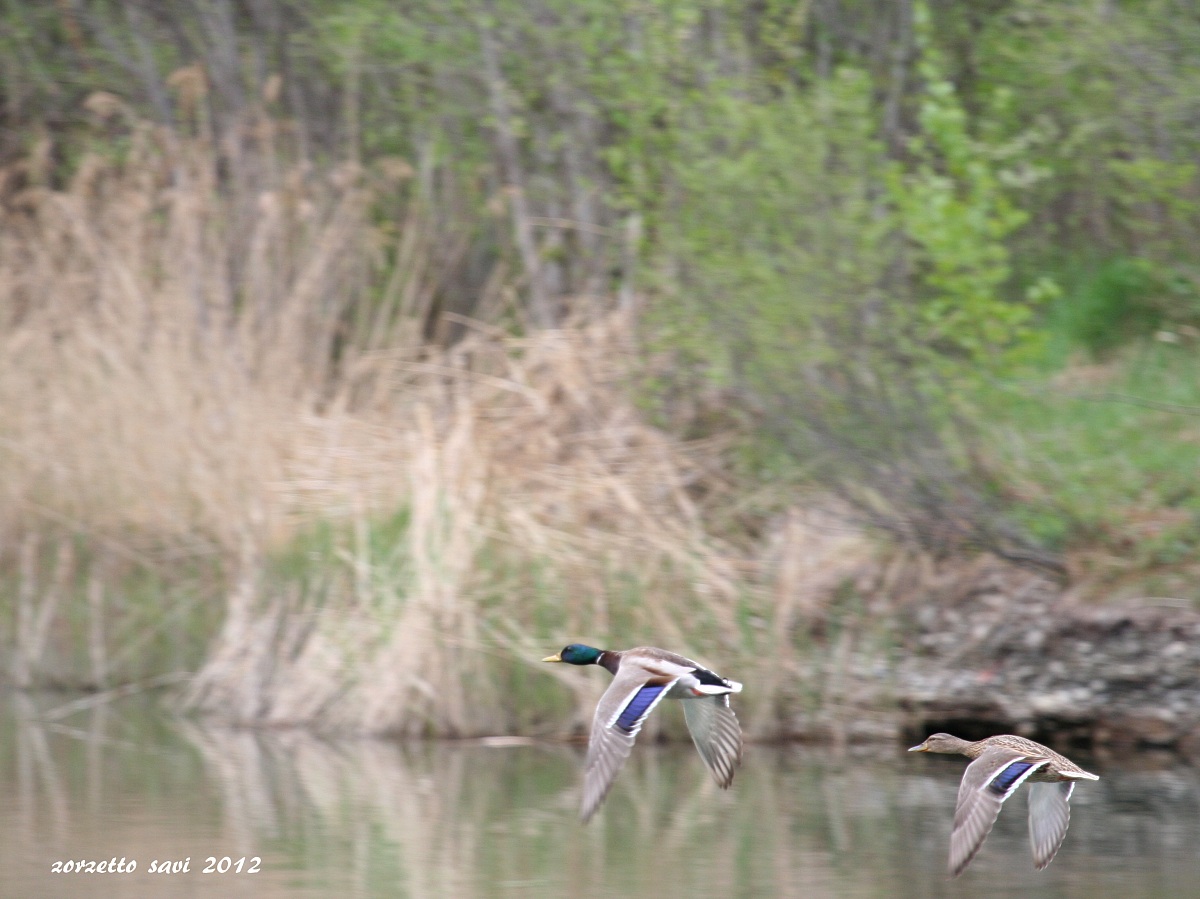 coppia in viaggio di nozze
