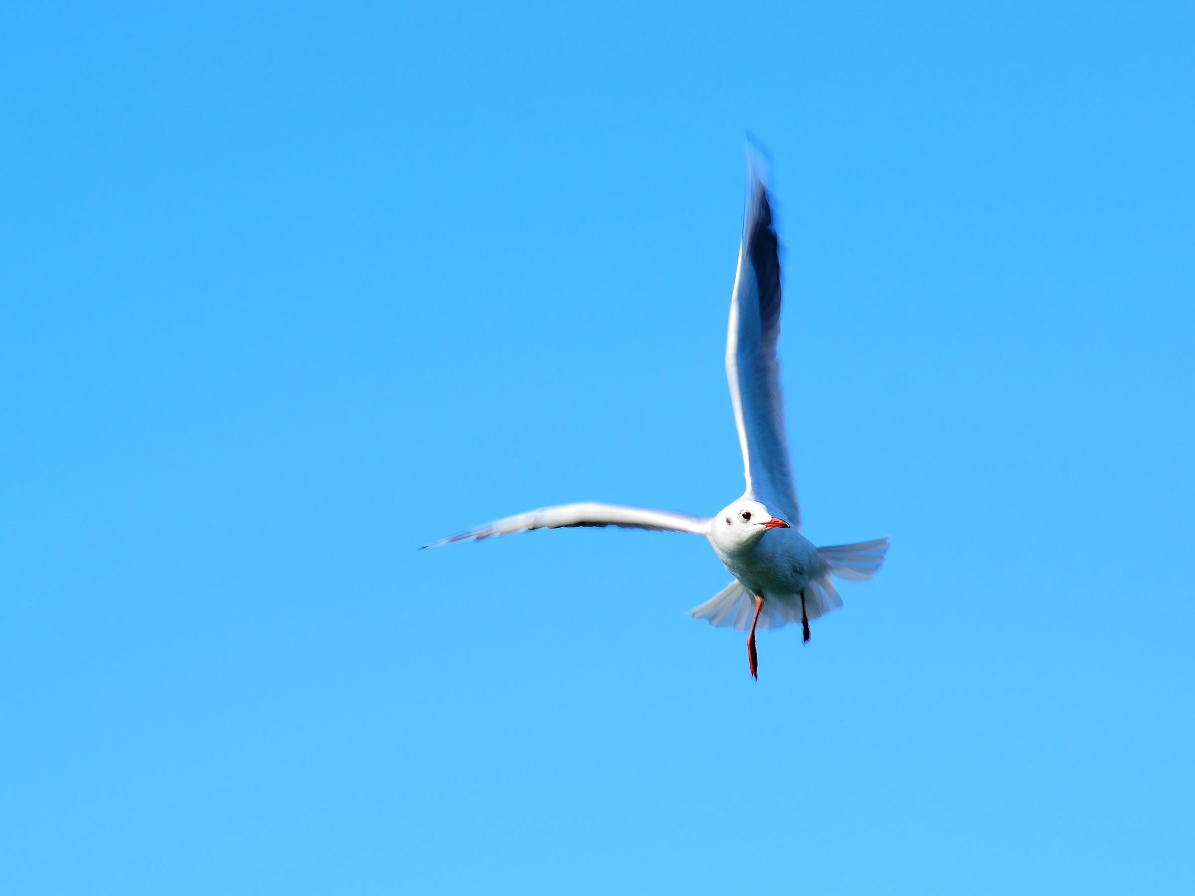 Seagull