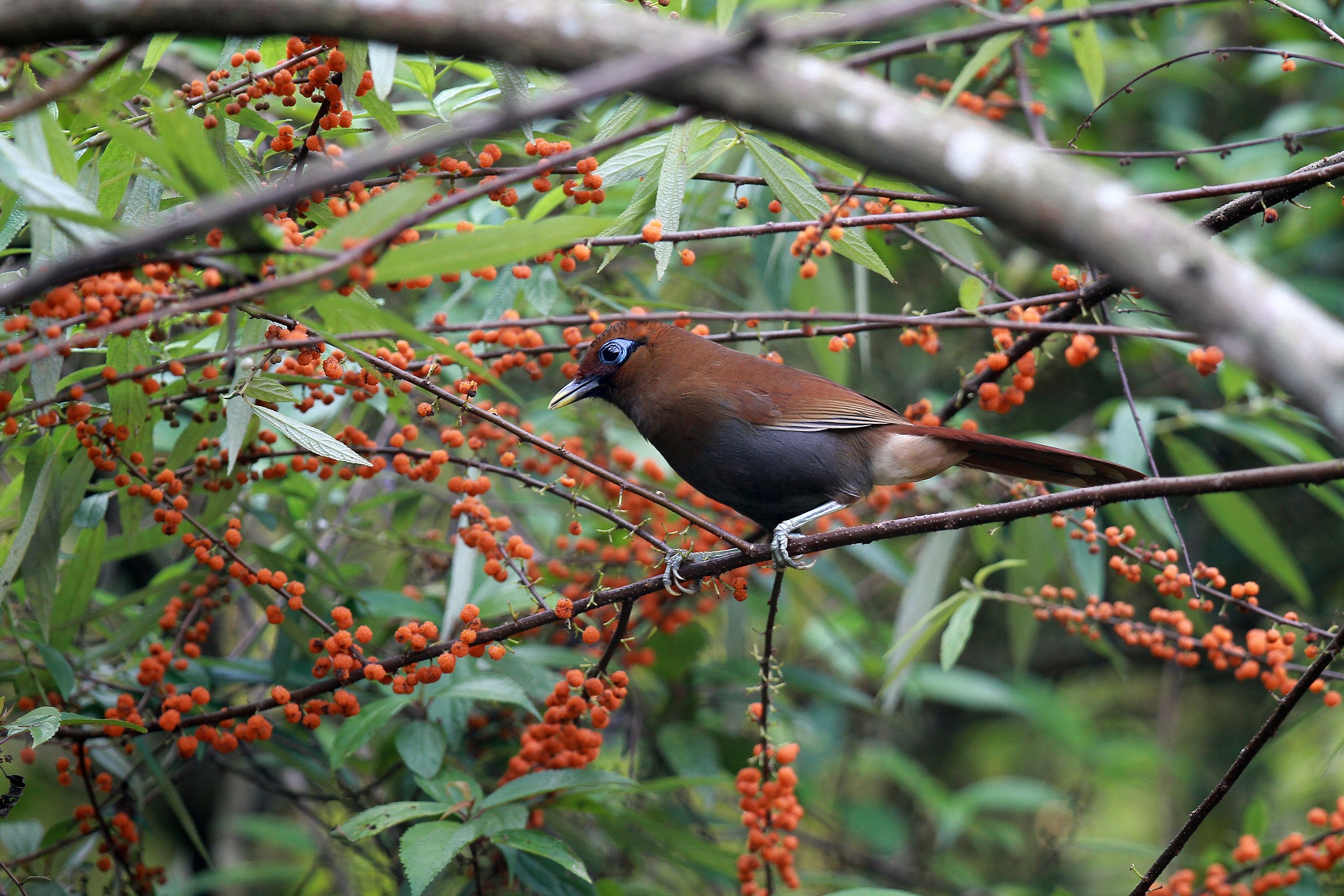 Rusty Laughingthrush