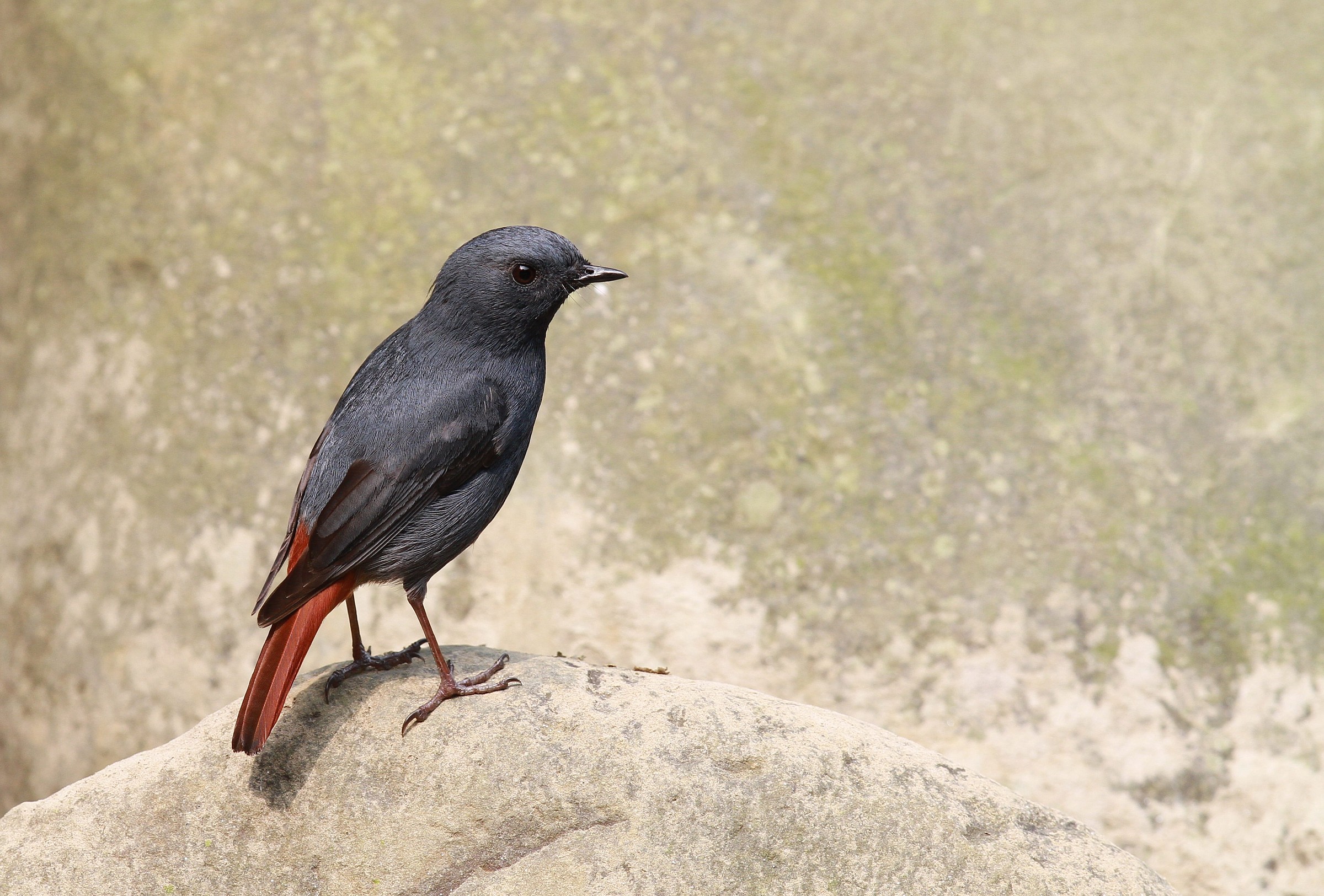 Plumbeous Acqua Redstart