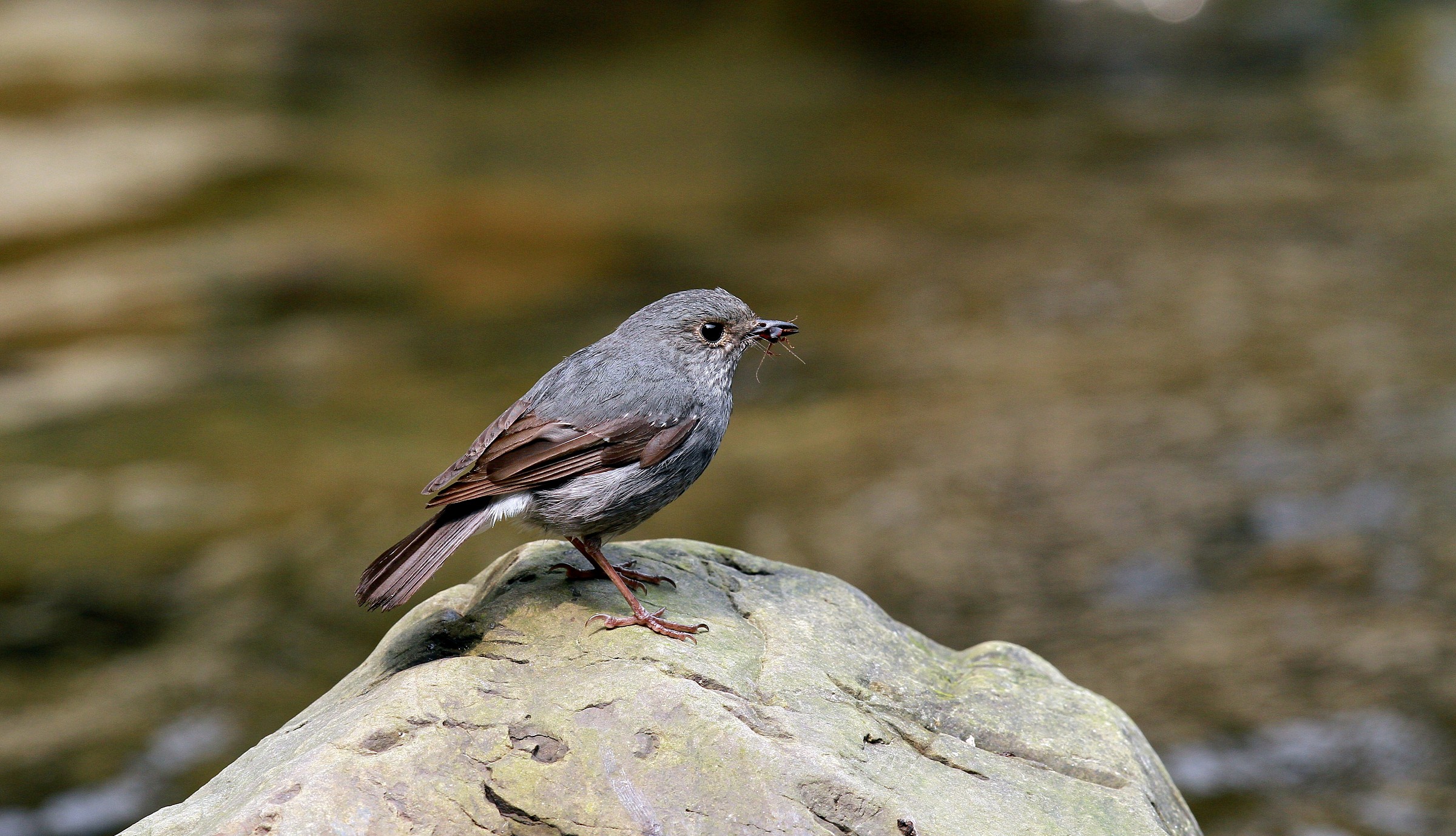 Plumbeous Water Redstart