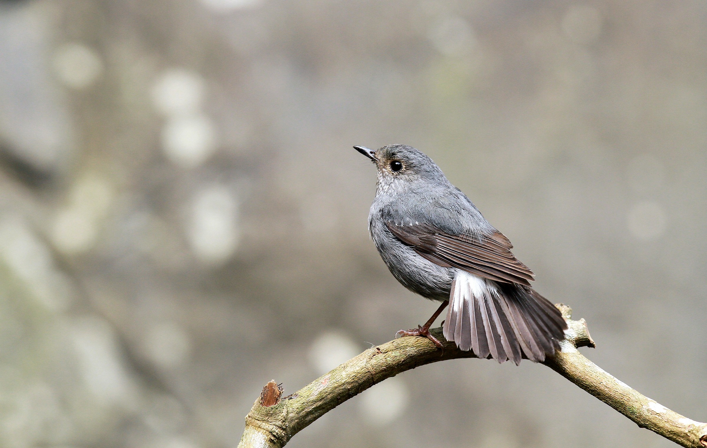 Plumbeous Water Redstart