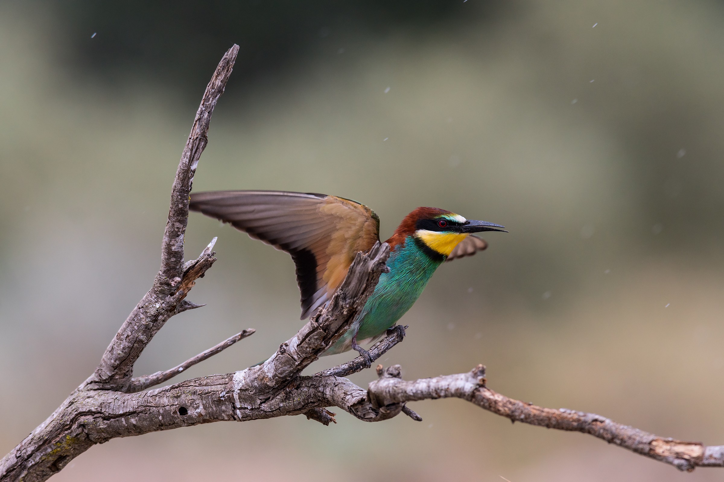 Merops apiaster