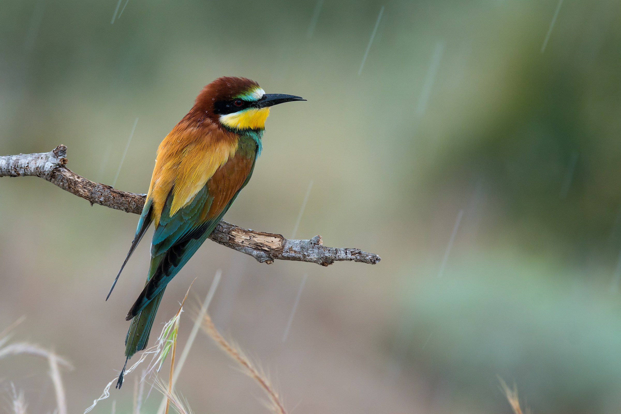 European bee-eater