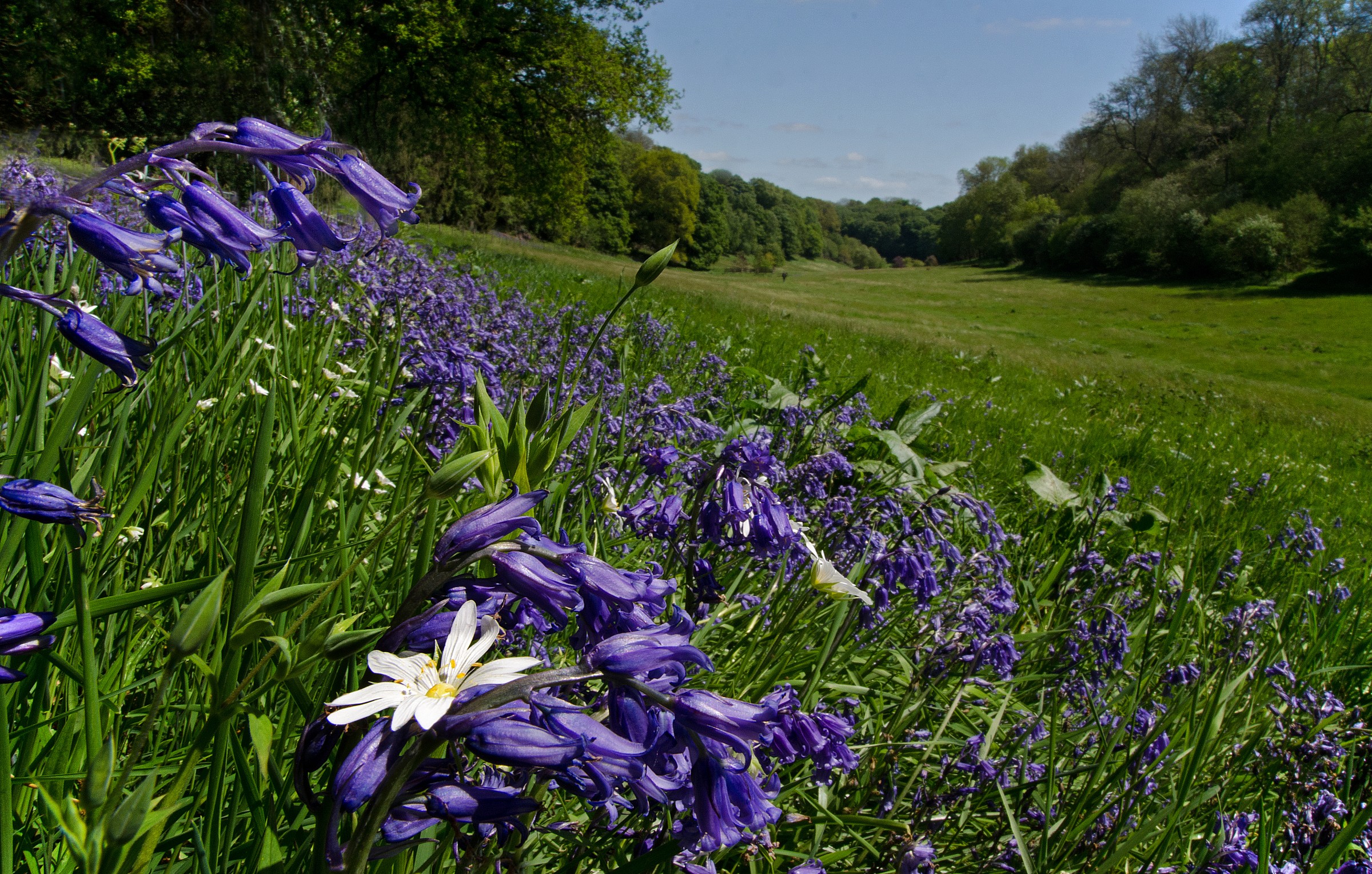 Inglese Bluebells e Stitchwort