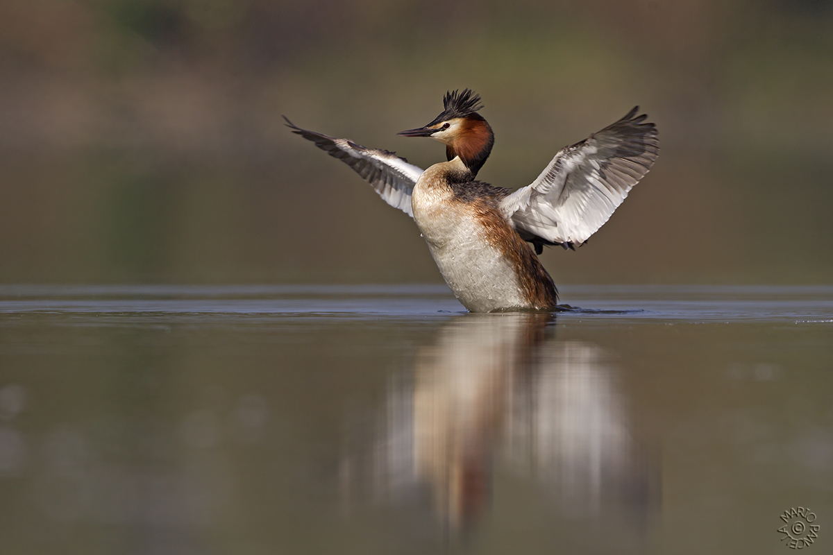 Svasso maggiore (Podiceps cristatus)
