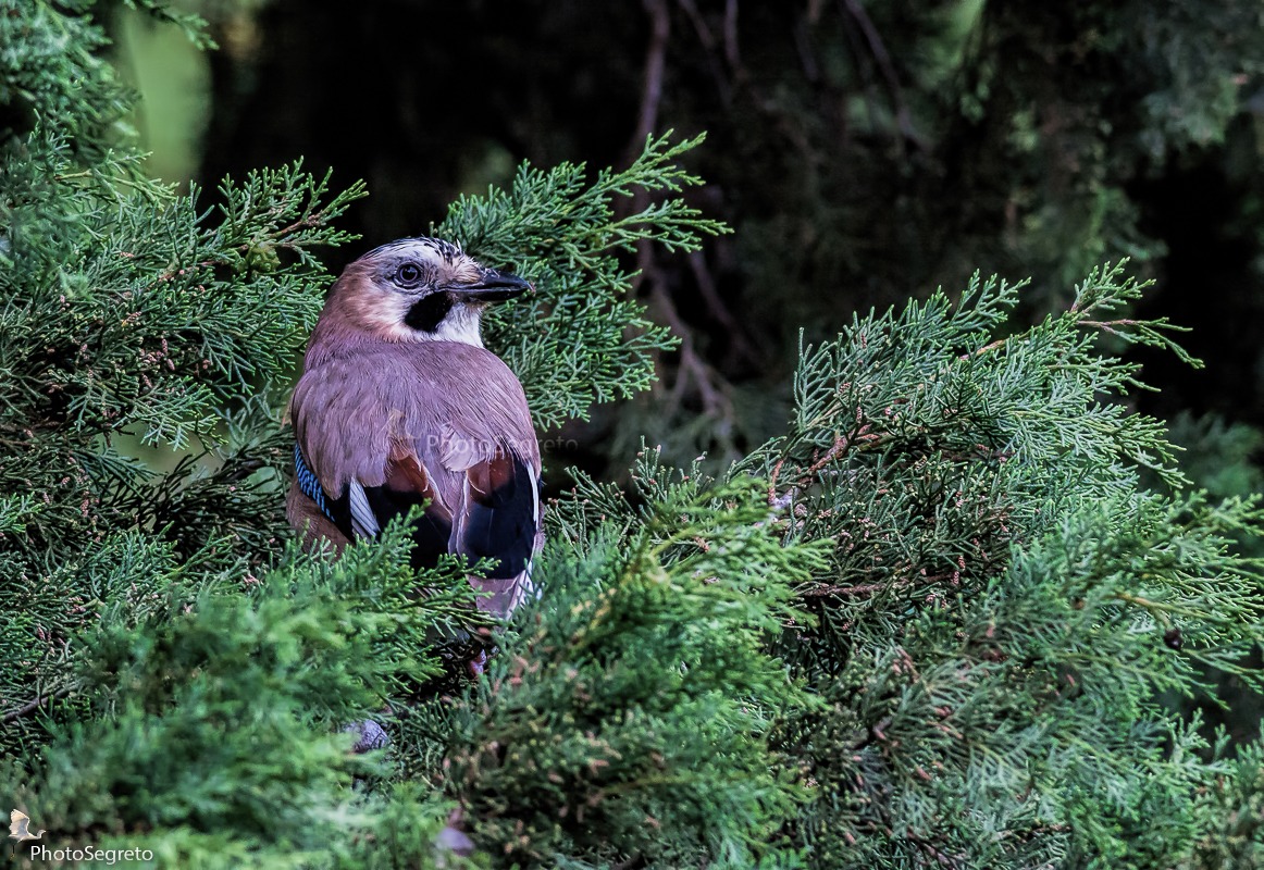 Nascosta tra i rami....