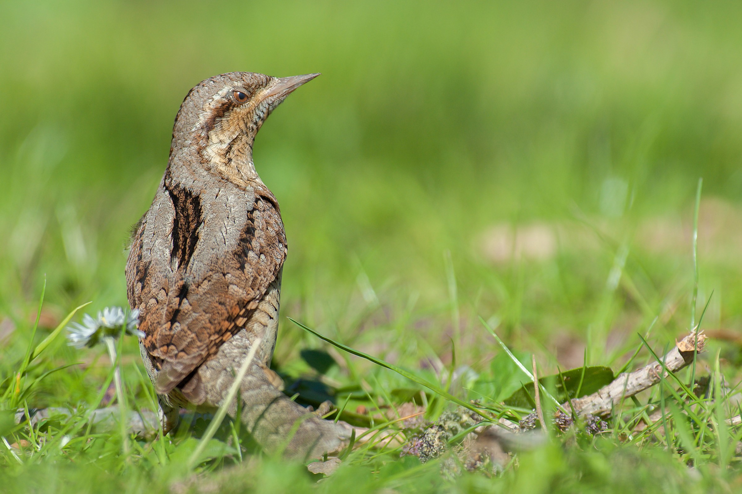 The fearsome Torcicollo