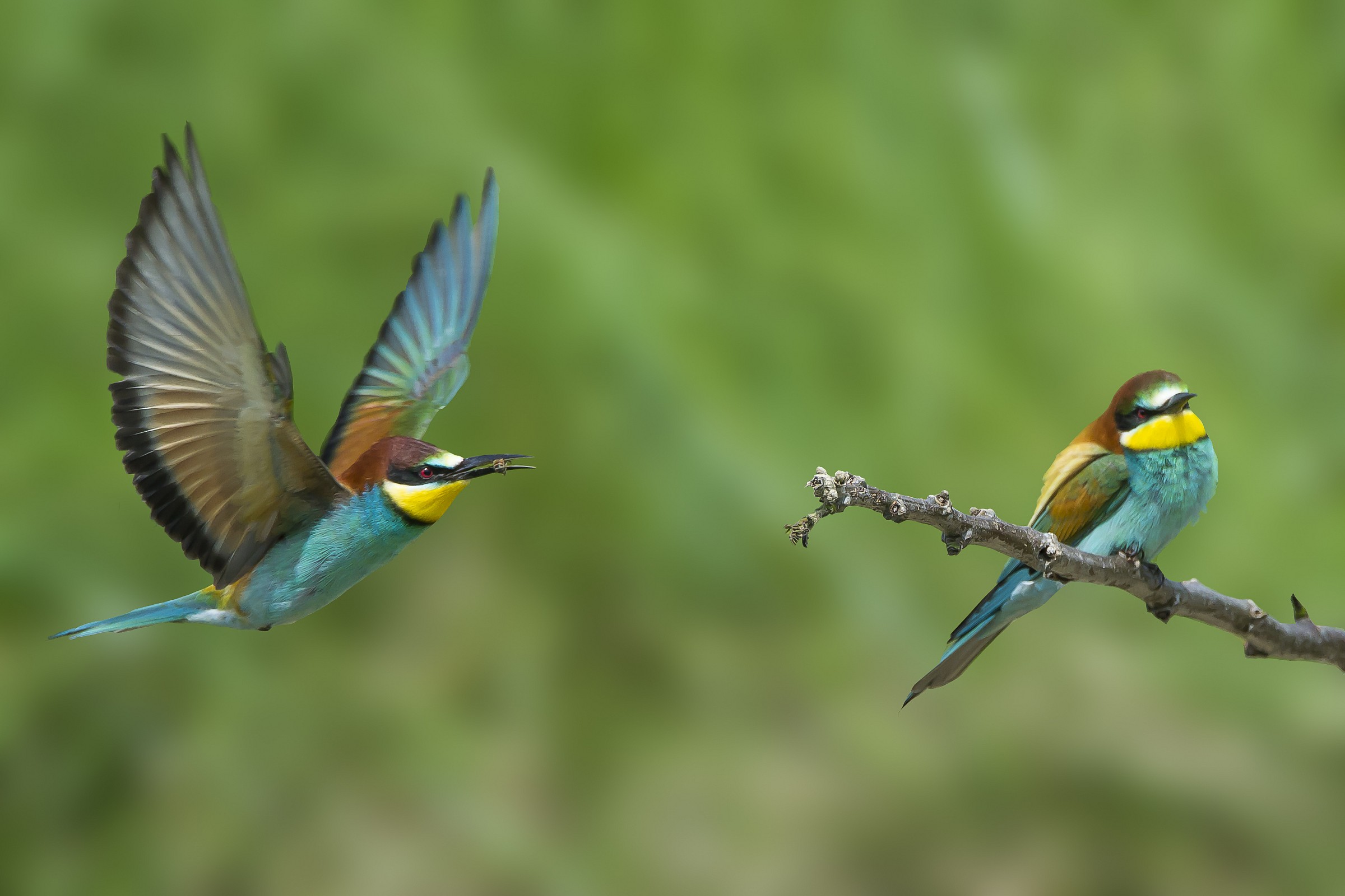 I went to the grocery store