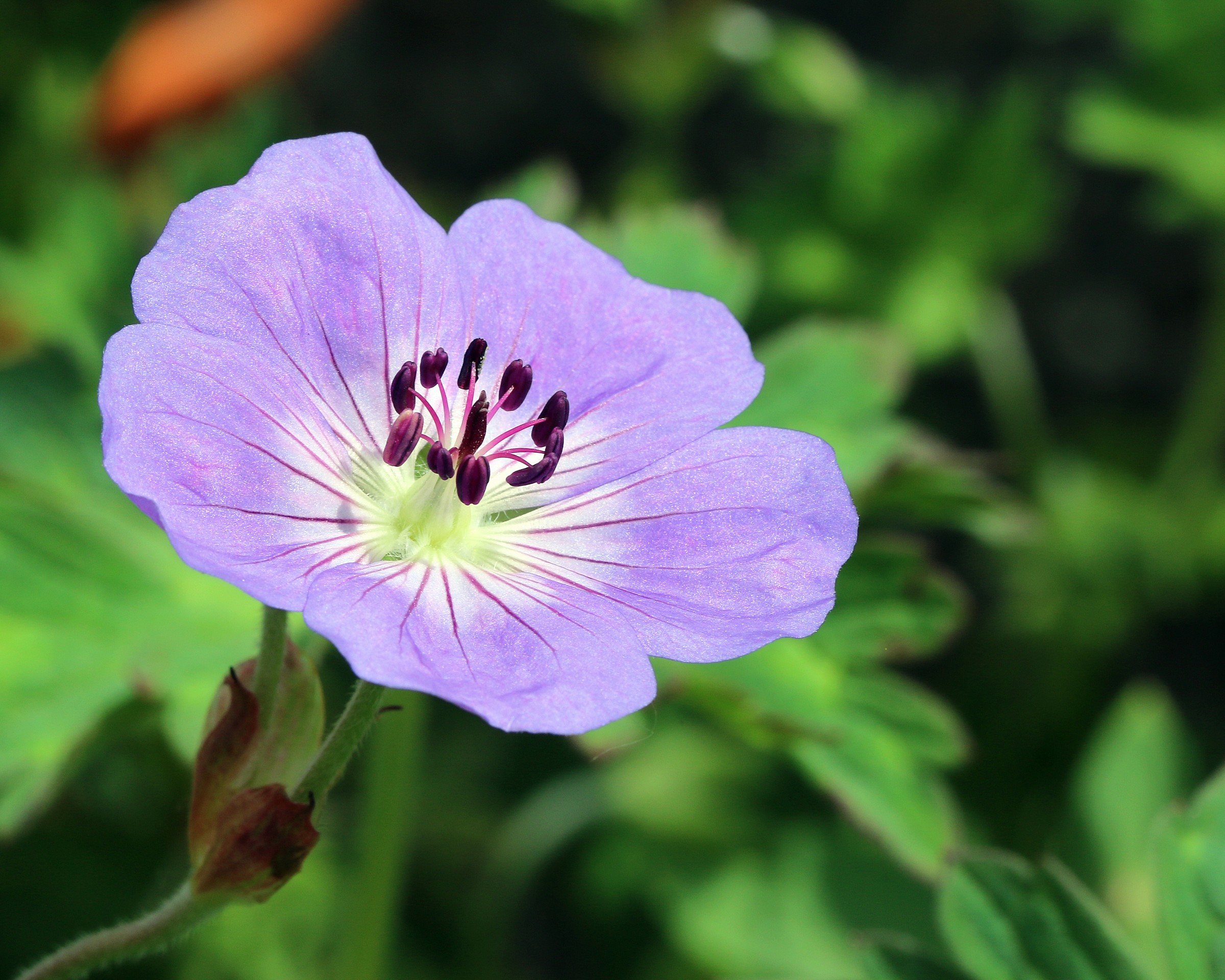 Geranium Rozanne