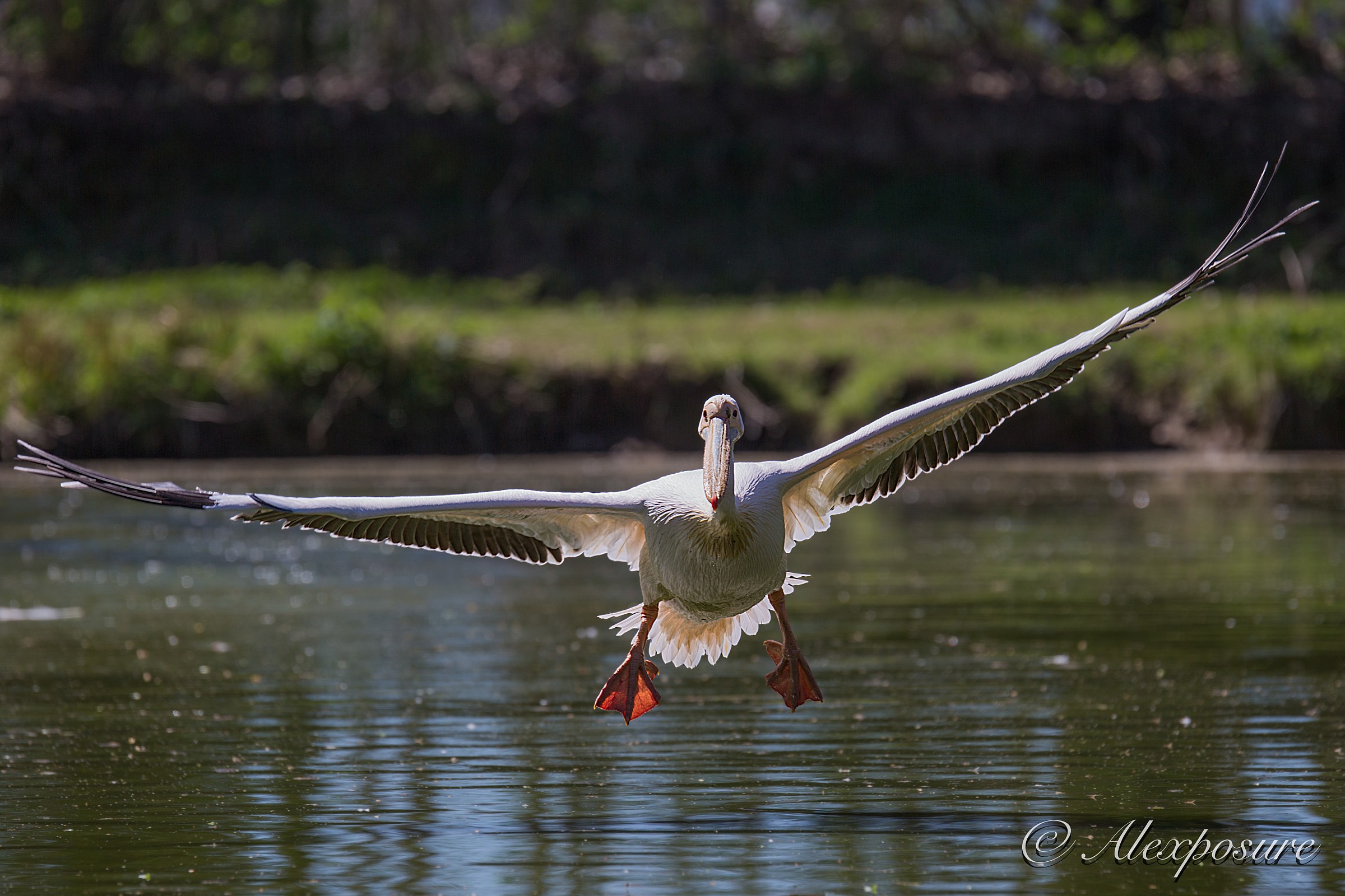 Pelican - Flight grazing