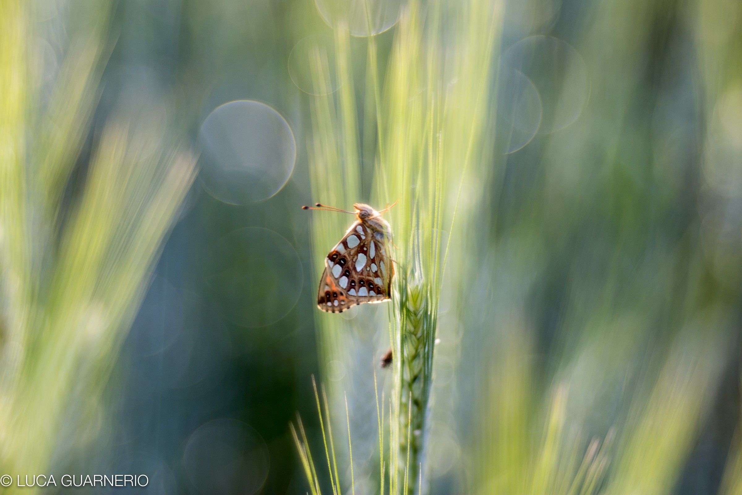 Sogno Di Inizio Estate