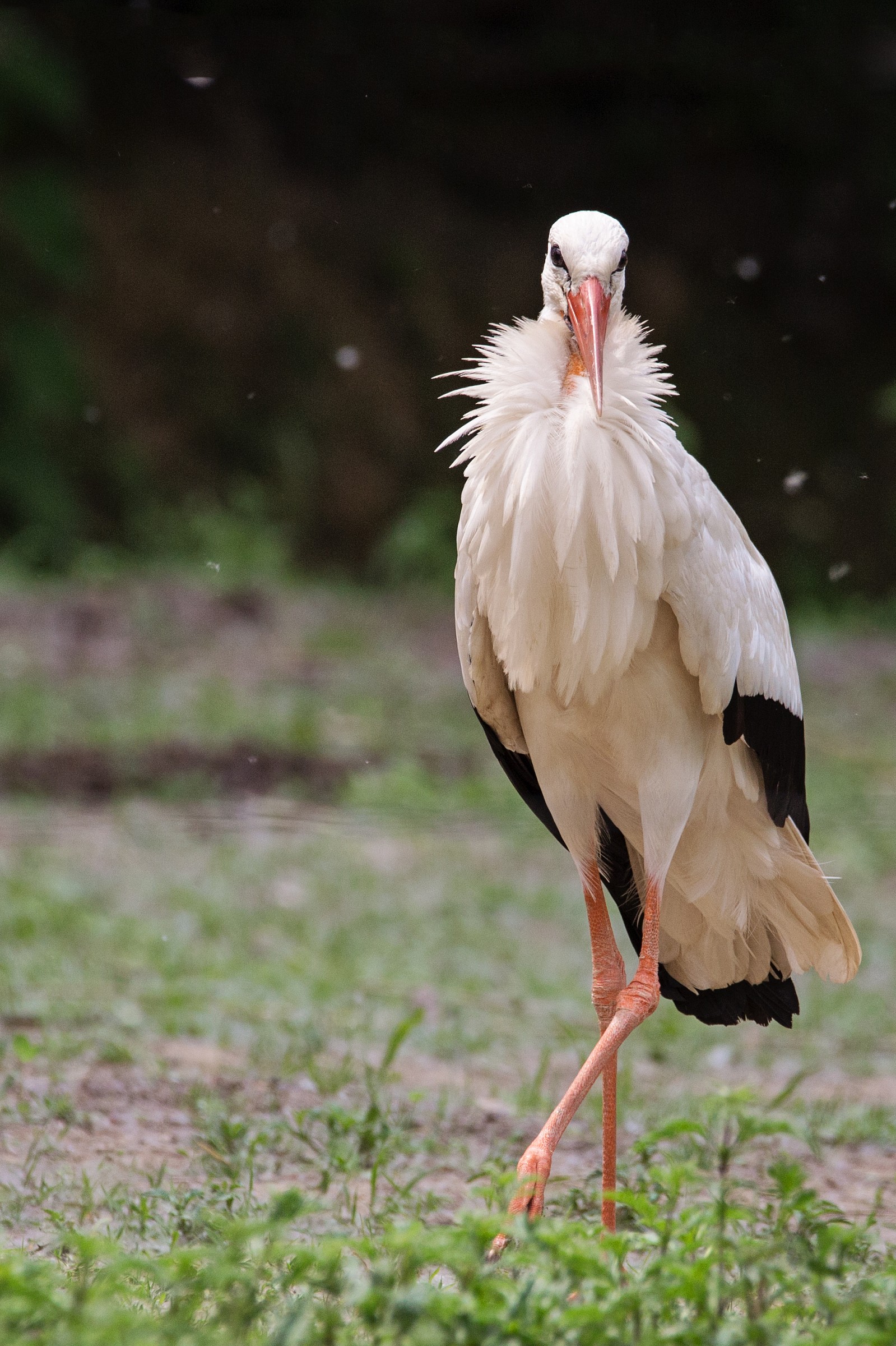 Stork