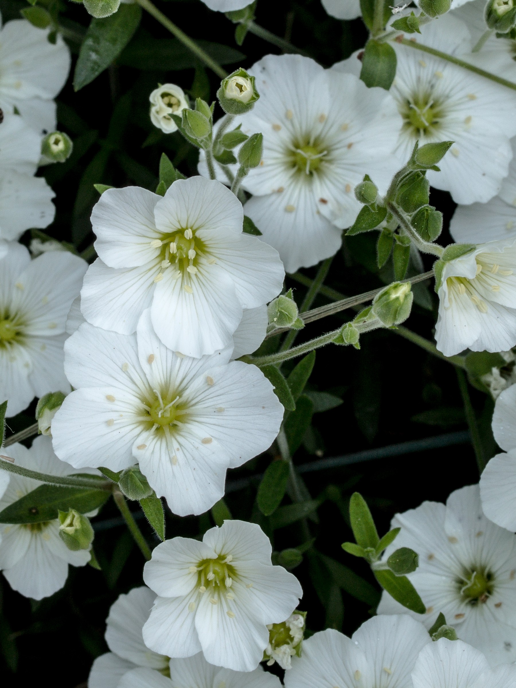 Arenaria del giardino