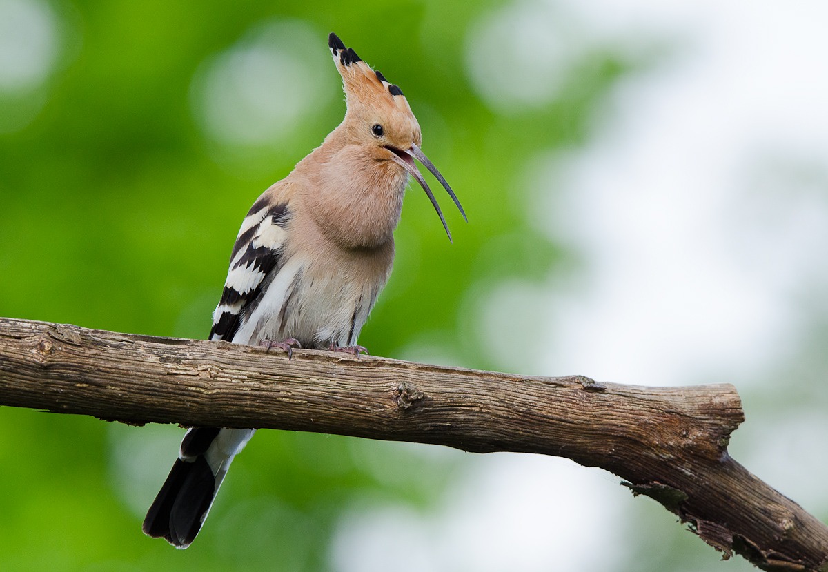 Upupa maschio al canto