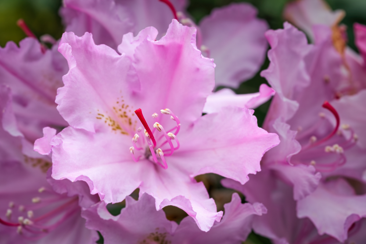 Rhododendron