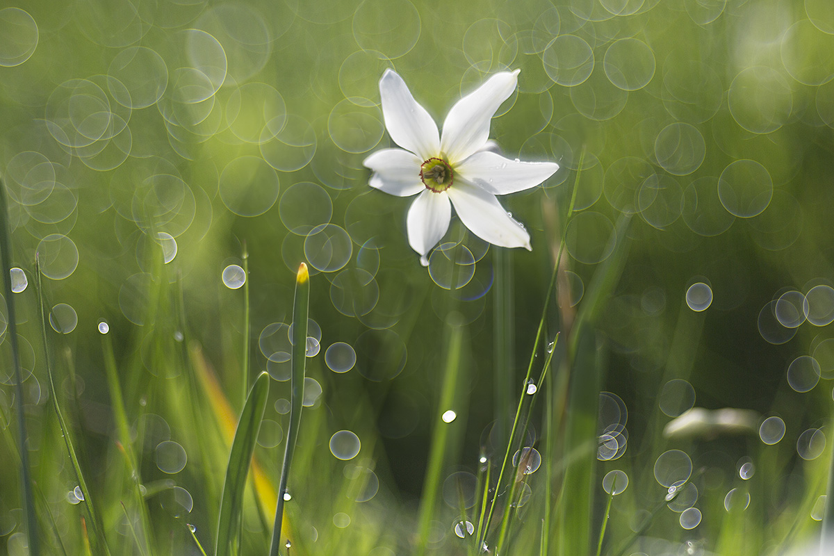narciso a Pian di Coltura