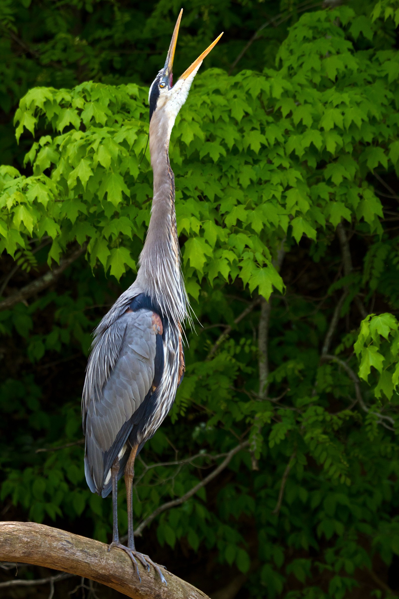 Great Blue Heron chiamata
