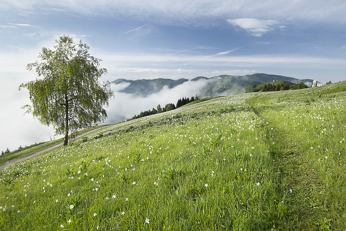 fioritura di narcisi a Pian di Coltura, malga Garda