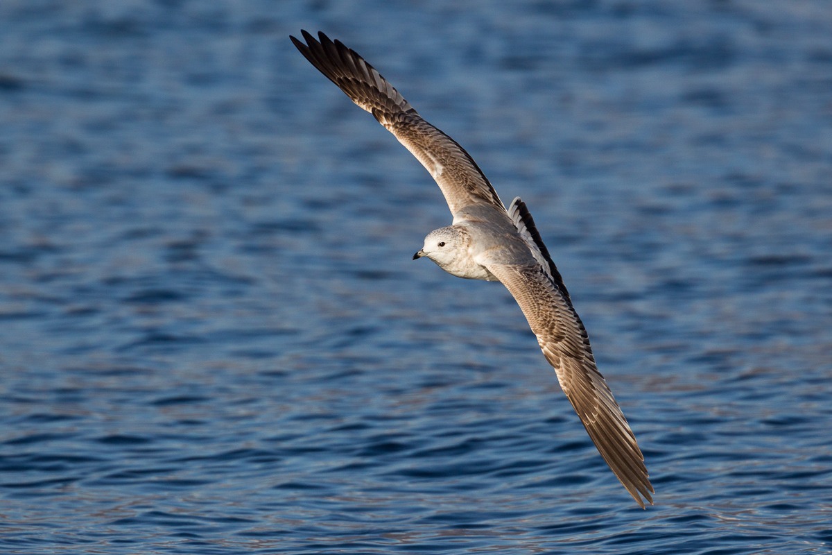 La virata della Gavina...