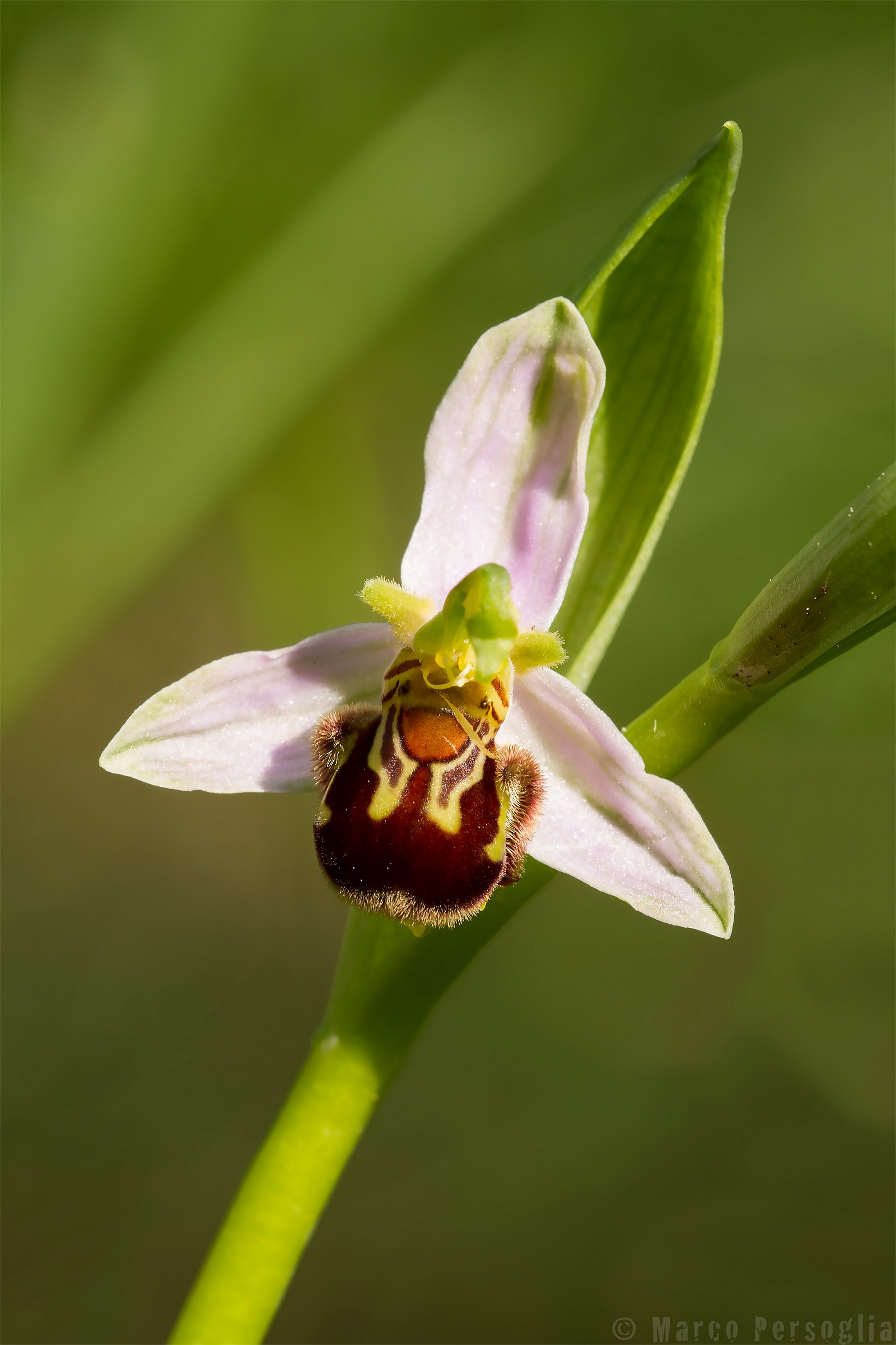 The Ofride of Tetralonia