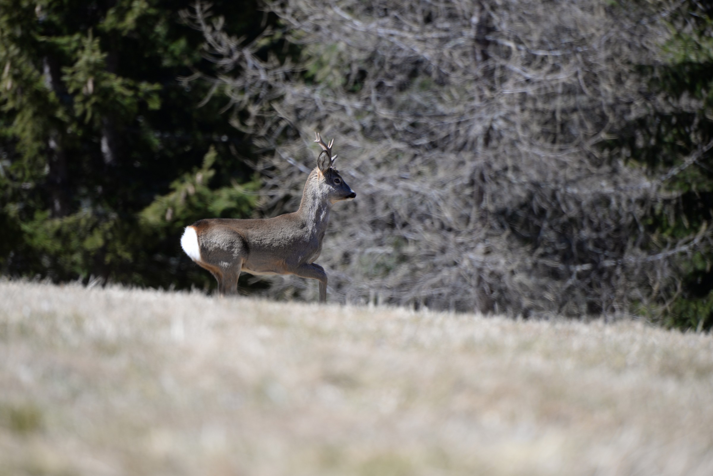 Young male in search of new grass green