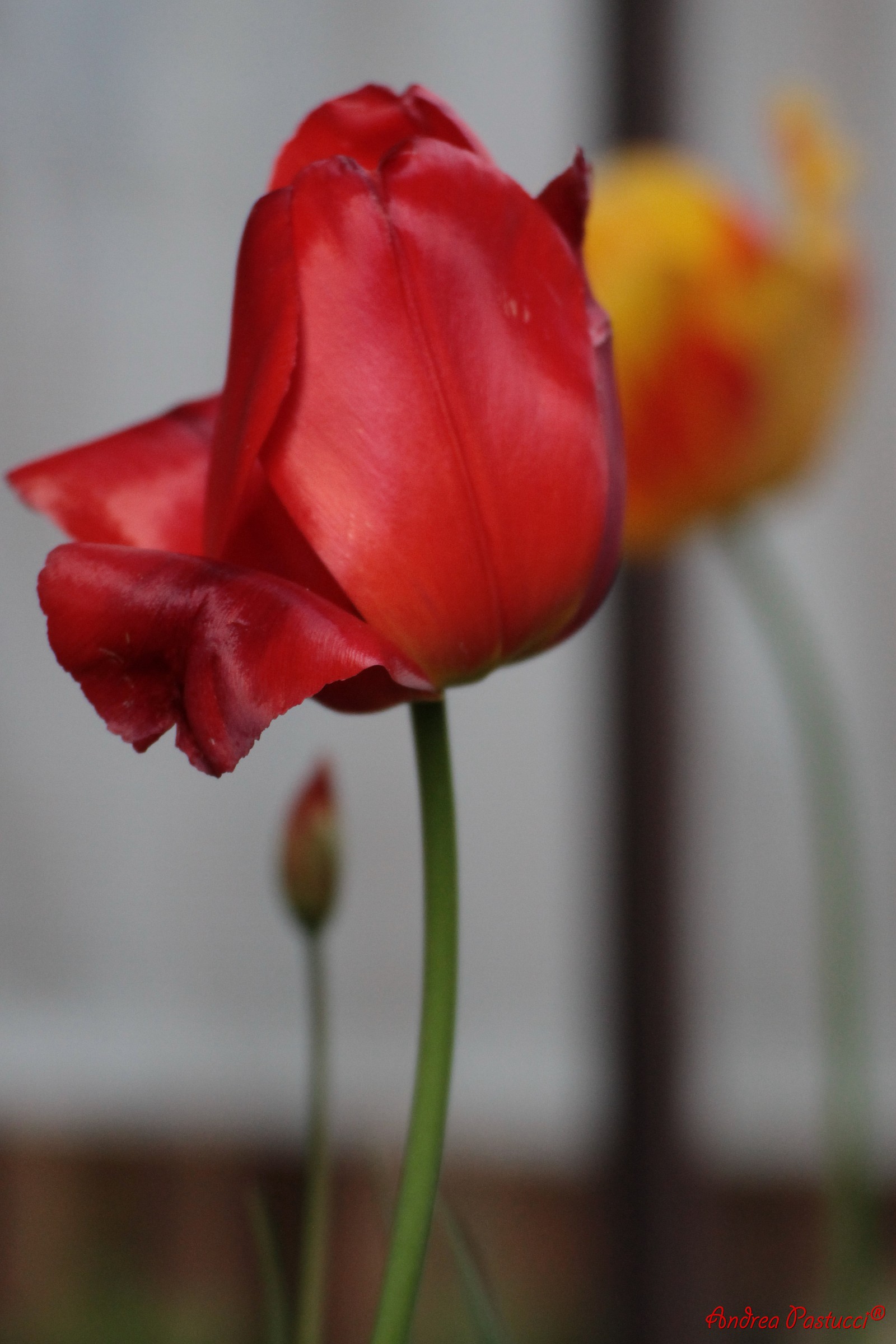 fiore narcisista vuole sempre il primo piano
