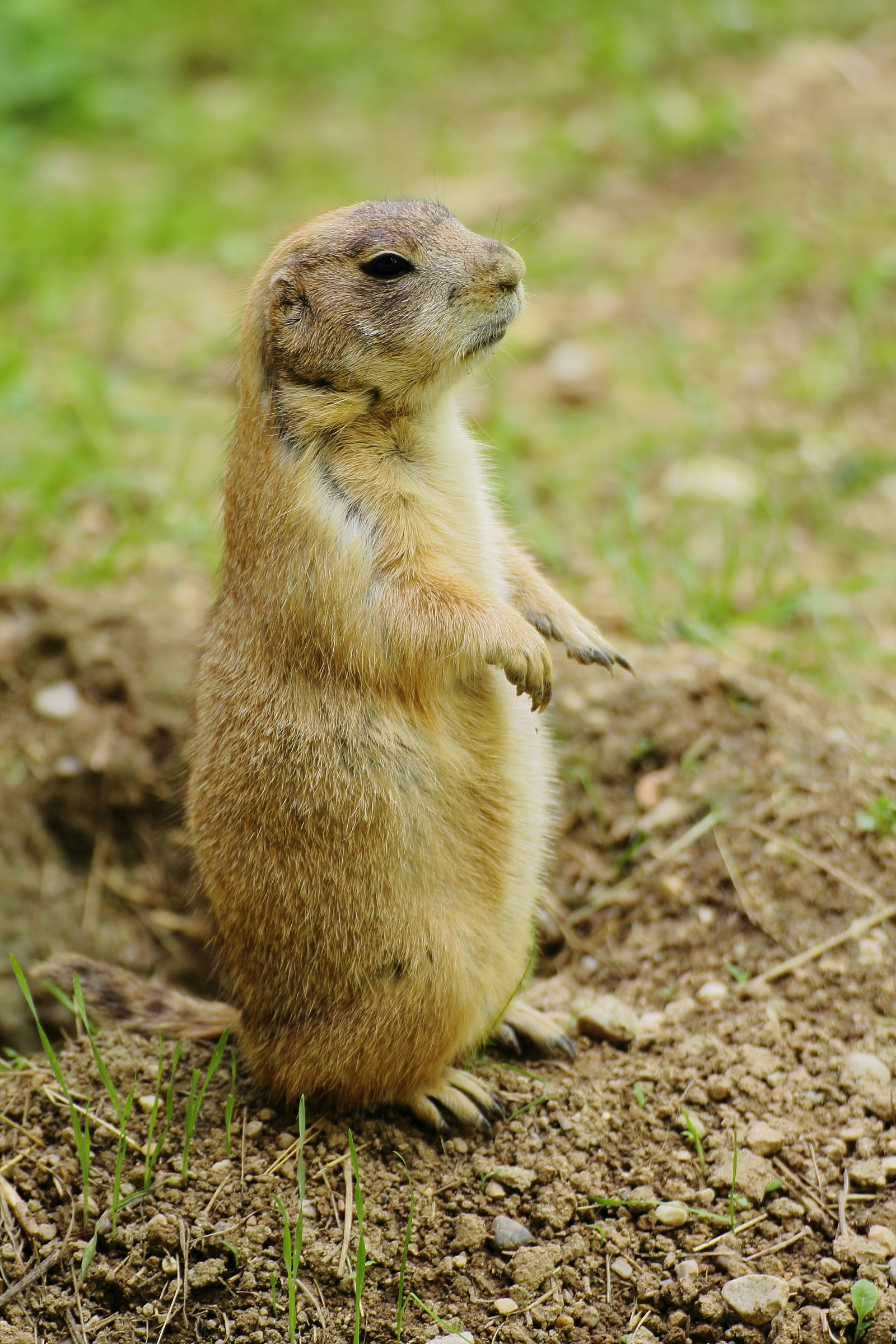Prairie dog