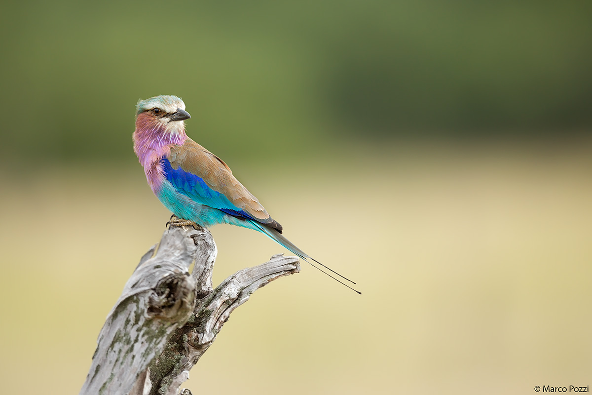 The fairest of them all