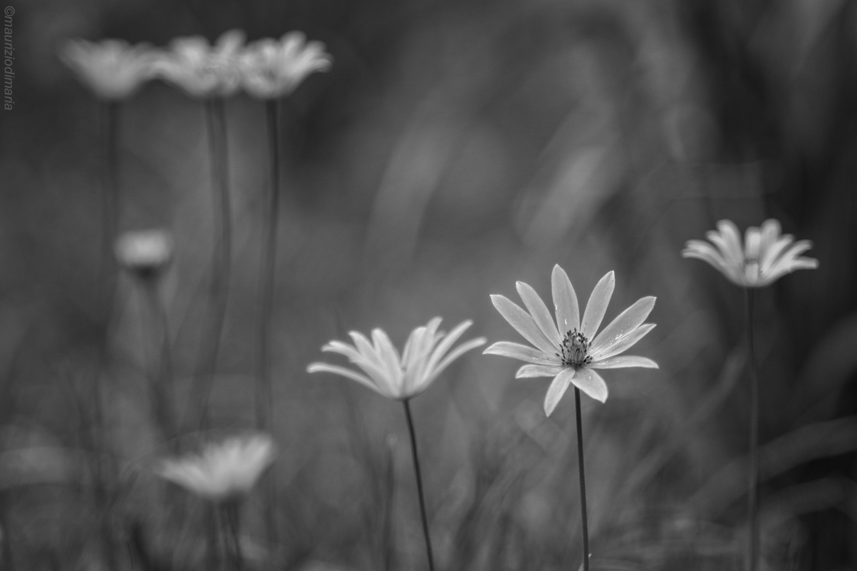 Grafismi Primaverili...