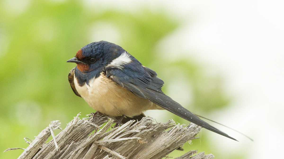 Una Rondine che non fa ancora primavera........